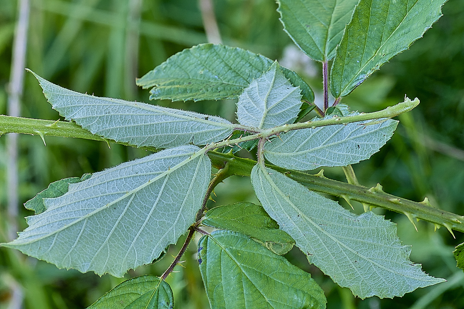 MarlingfordRubus2PrimocaneLeafabaxialView090725-1