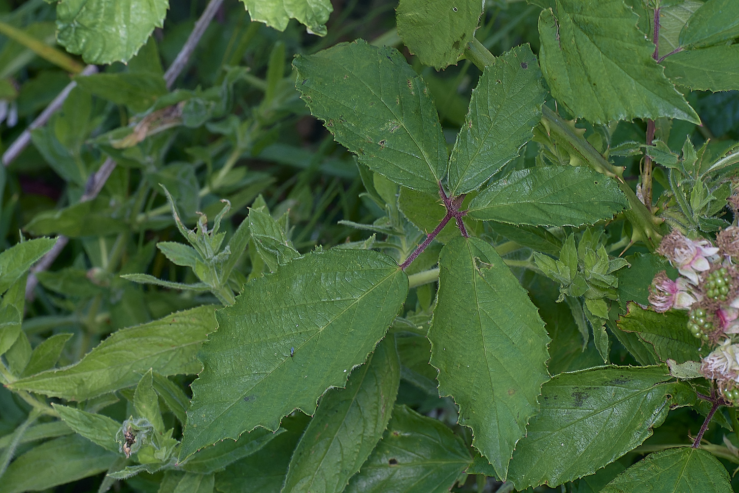 MarlingfordRubus2PrimocaneLeafadaxialView090725-1