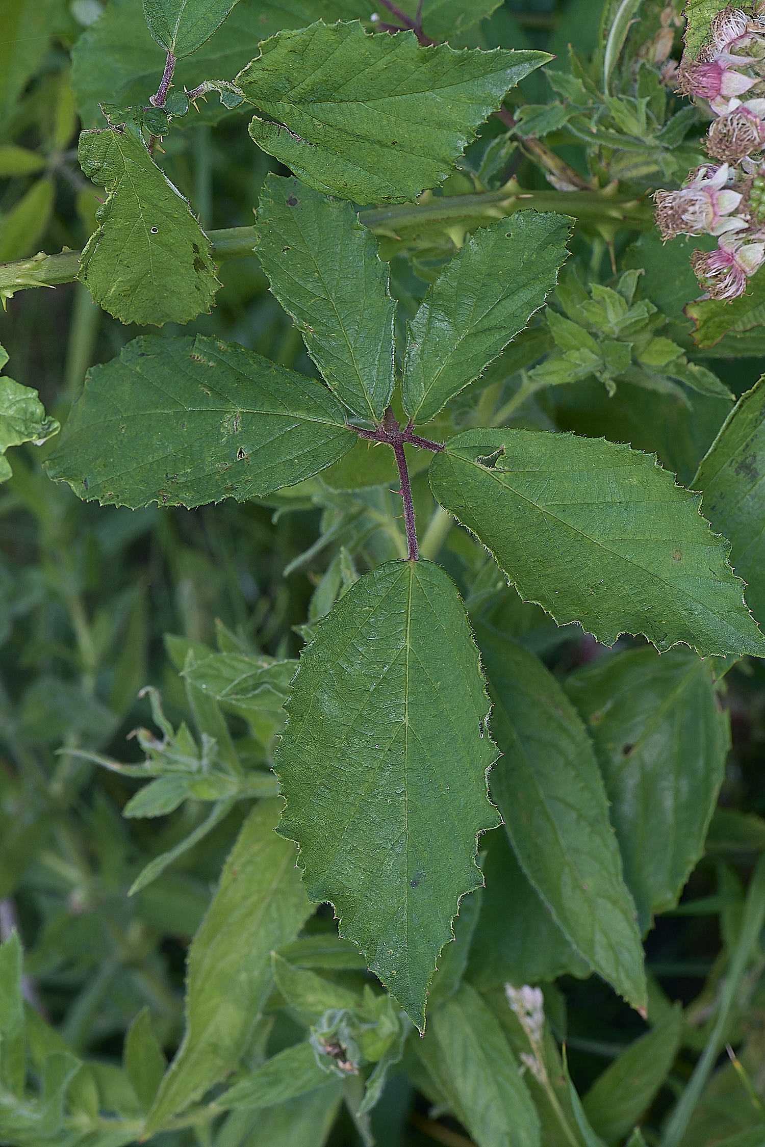 MarlingfordRubus2PrimocaneLeafadaxialView090725-2