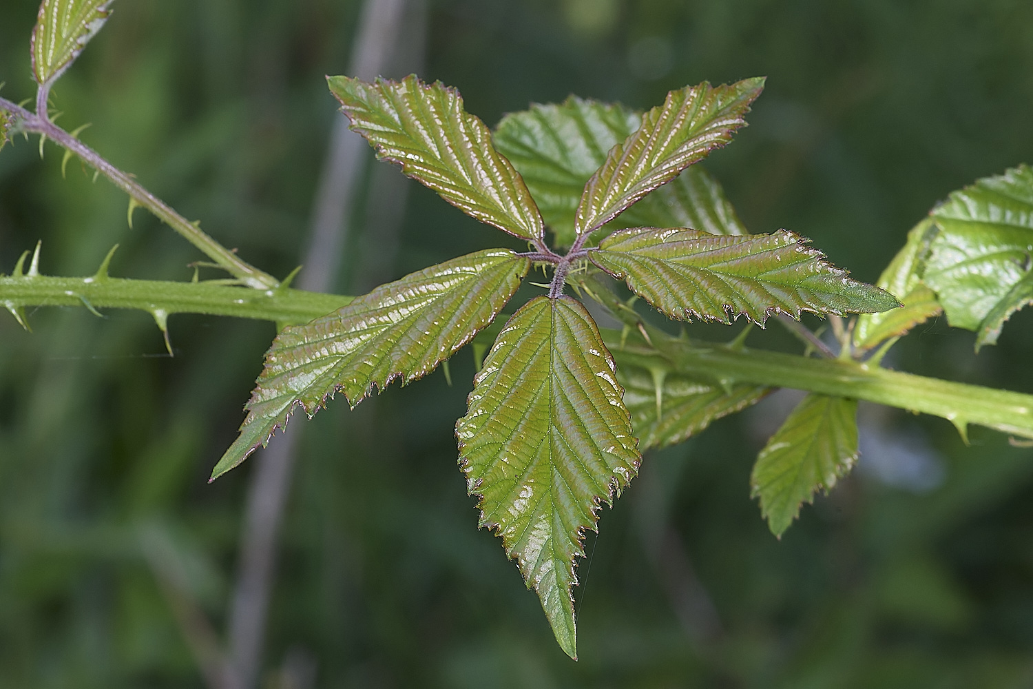 MarlingfordRubus2PrimocaneLeafadaxialView090725-3