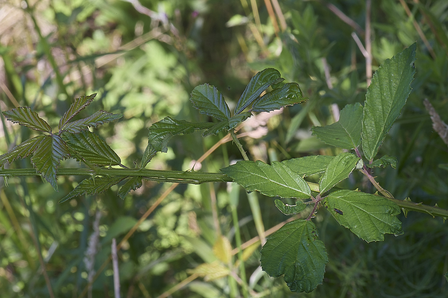 MarlingfordRubus2PrimocaneStructure070925-1