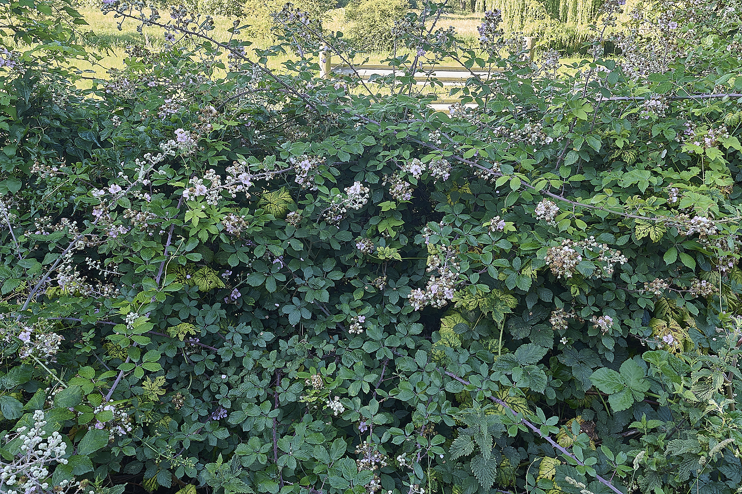 MarlingfordRubusBushView090725-2