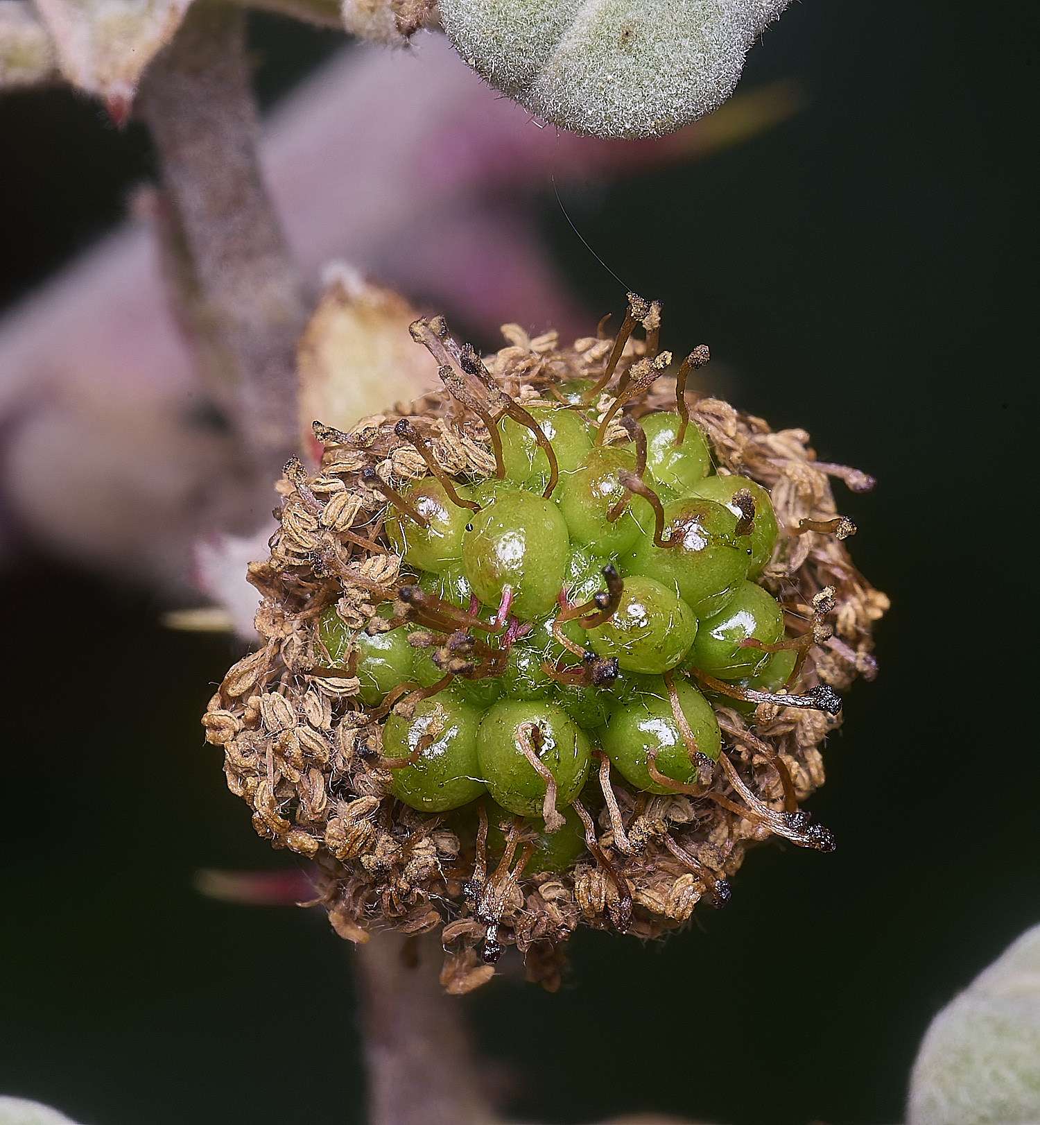 MarlingfordRubusFlowerBerry090725-1