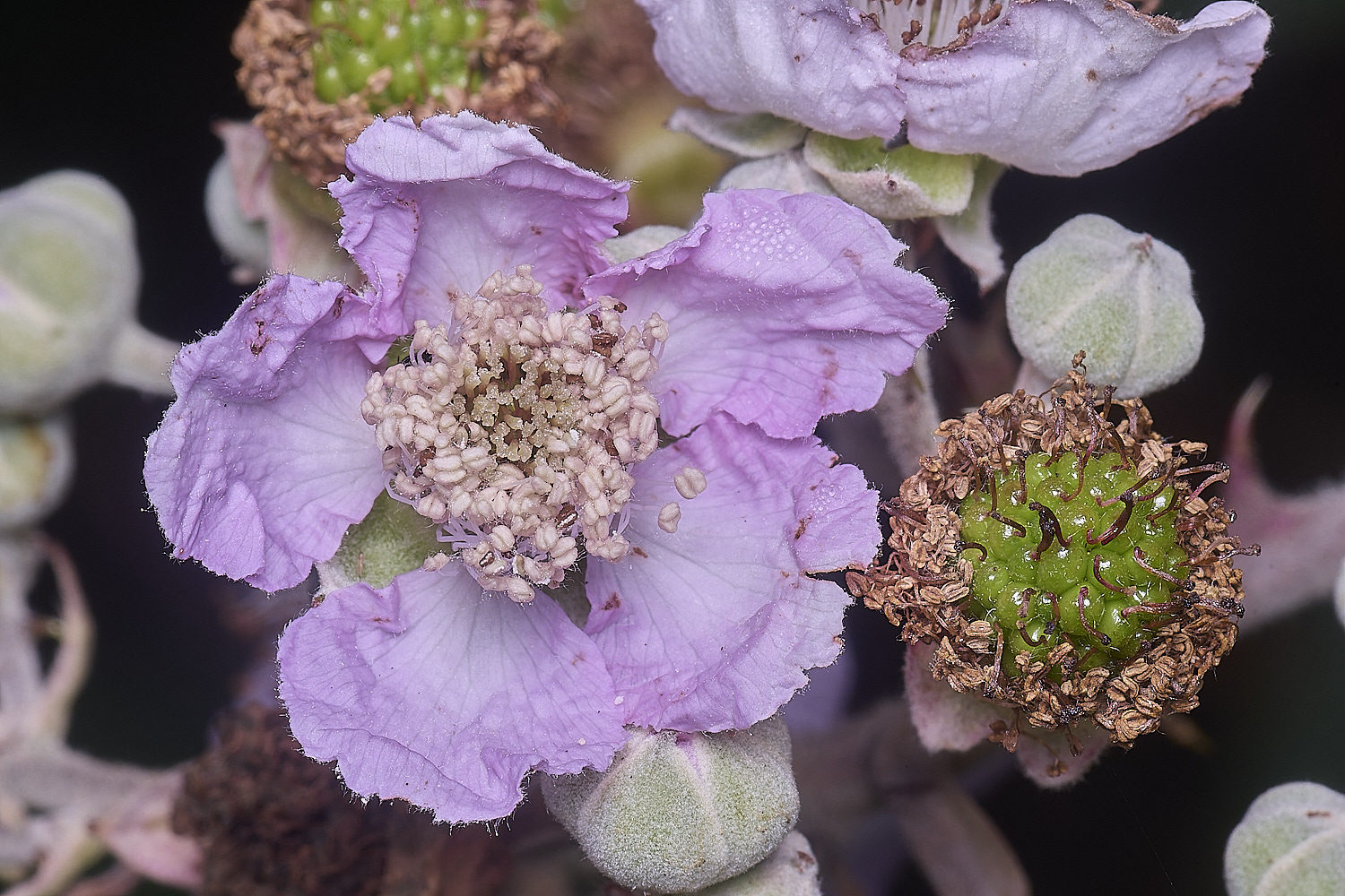 MarlingfordRubusFlowerFrontView090725-1