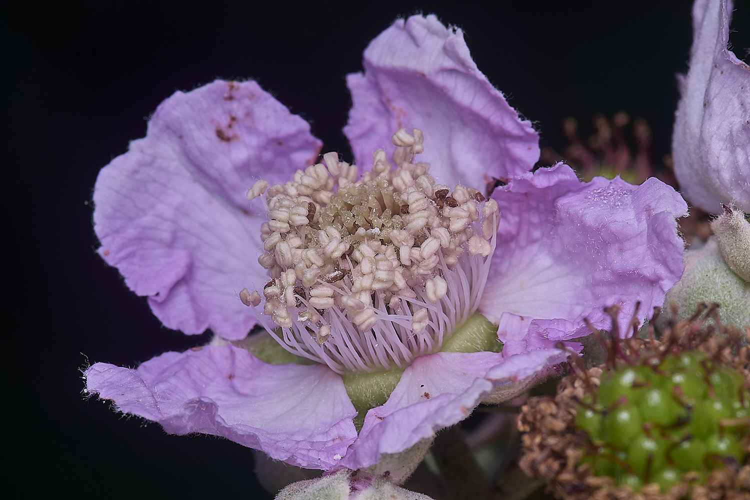 MarlingfordRubusFlowerFrontView090725-2