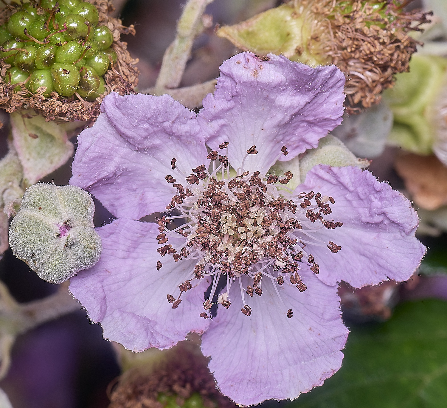 MarlingfordRubusFlowerFrontView090725-3
