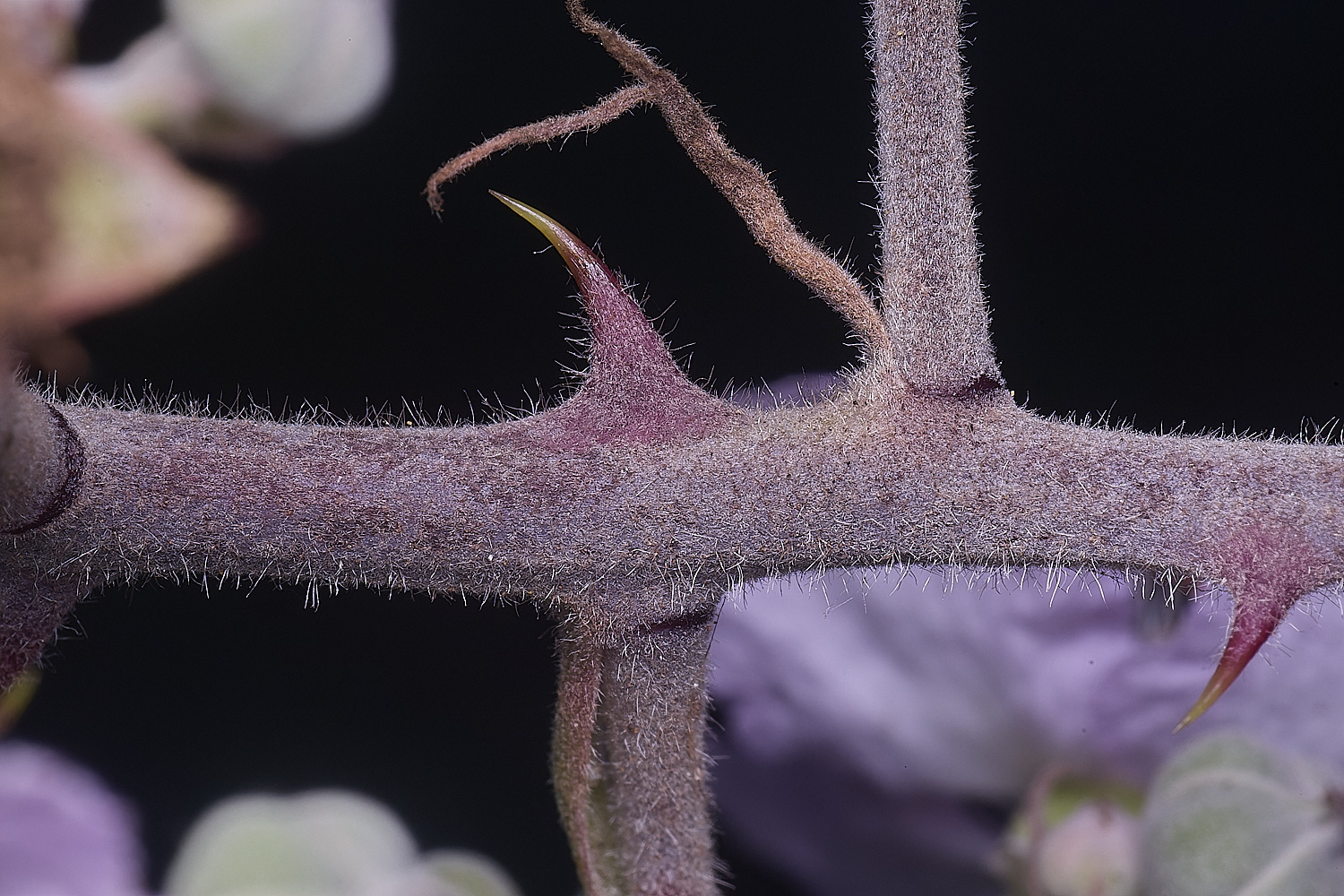 MarlingfordRubusFlowerPetiole090725-1