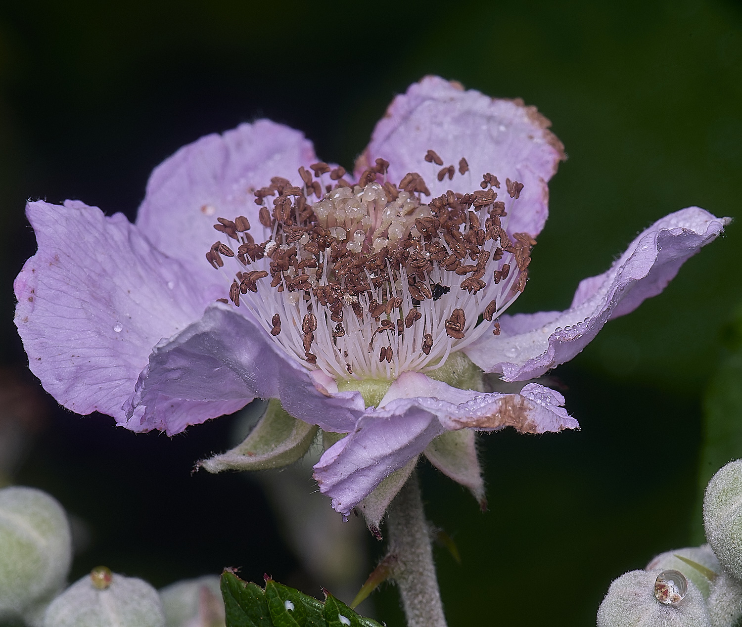 MarlingfordRubusFlowerSideView090725-1