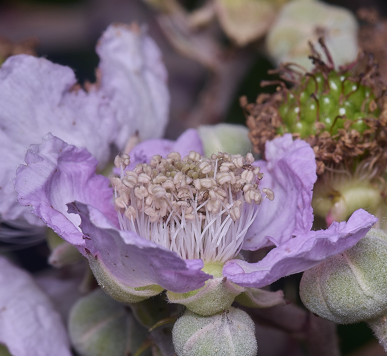 MarlingfordRubusFlowerSideView090725-2