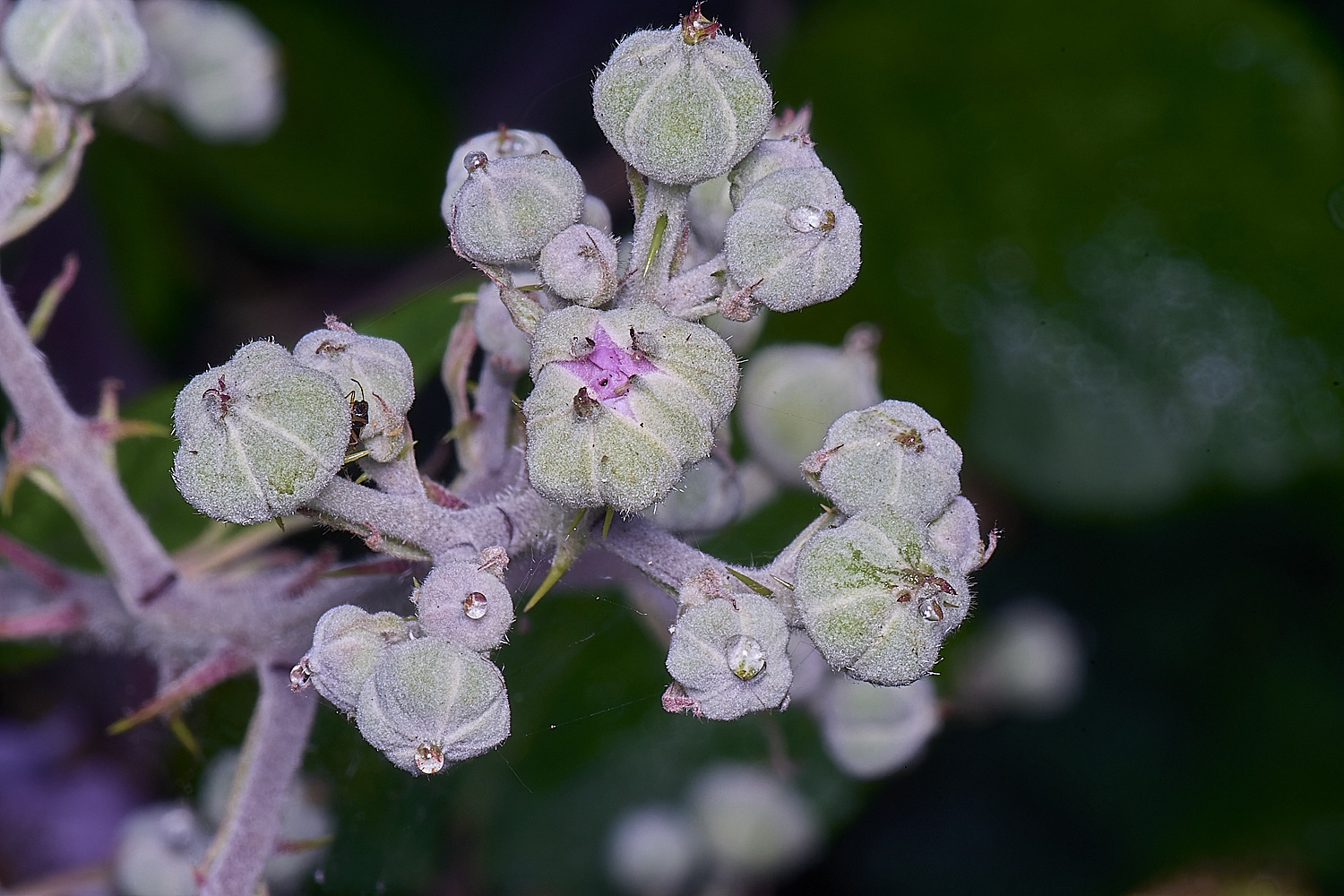MarlingfordRubusFlowerUnopened090275-1