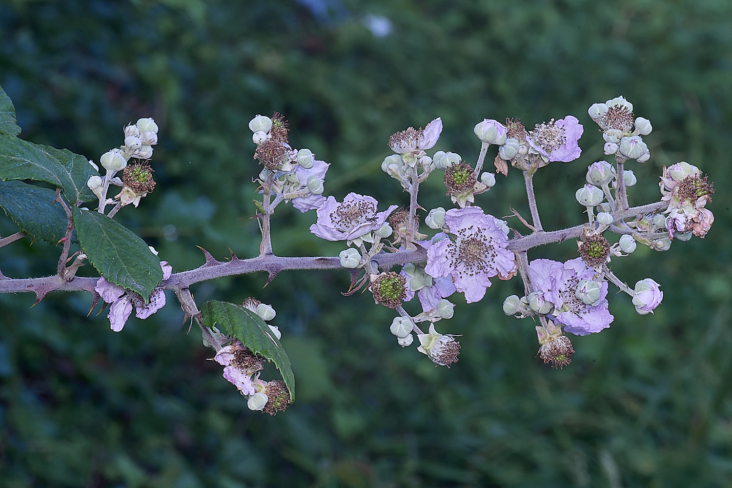 MarlingfordRubusInflorescence090725-1