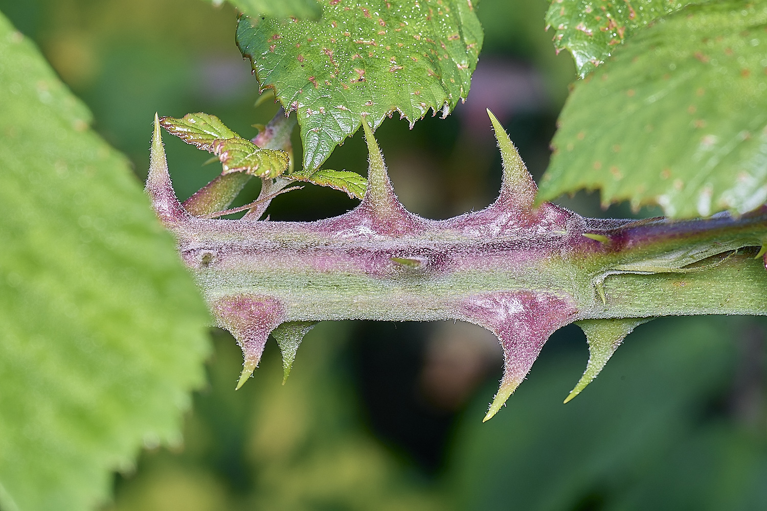 MarlingfordRubusPrimocaneCloseUp090725-1