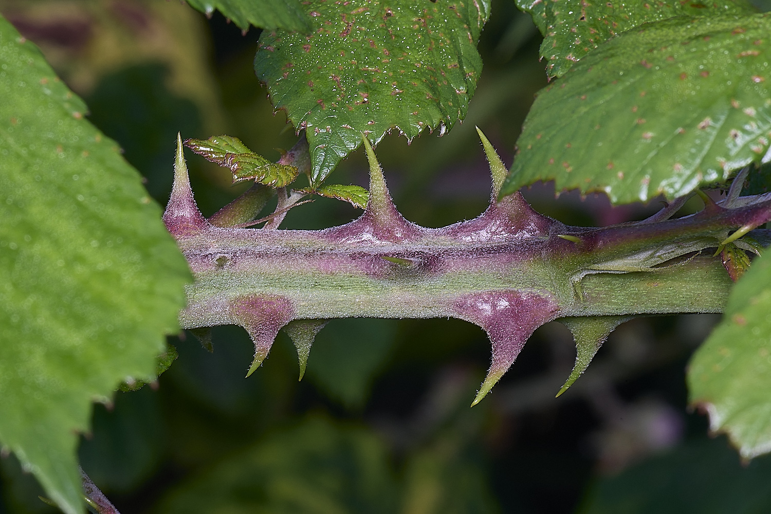 MarlingfordRubusPrimocaneCloseUp090725-2