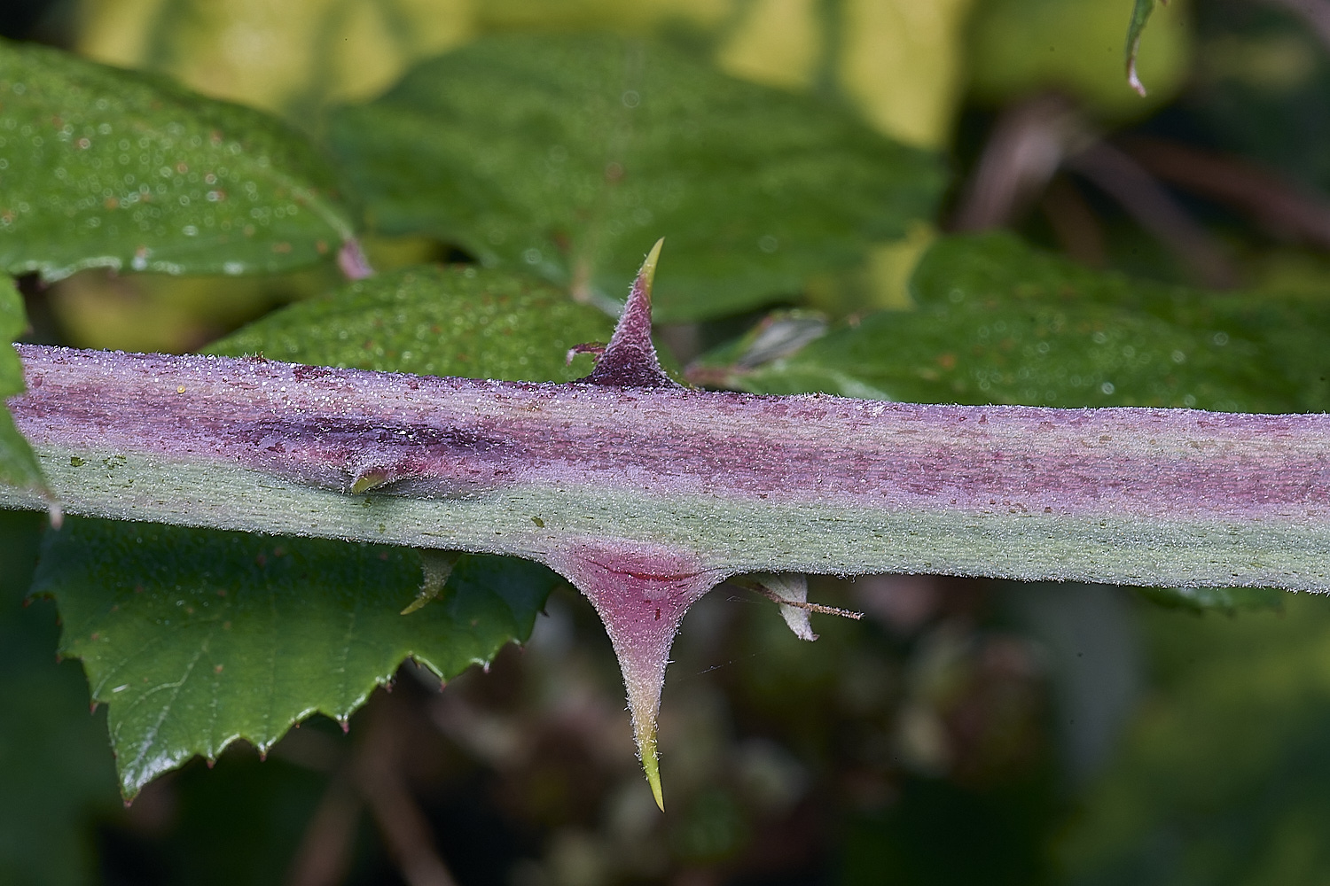 MarlingfordRubusPrimocaneCloseUp090725-3