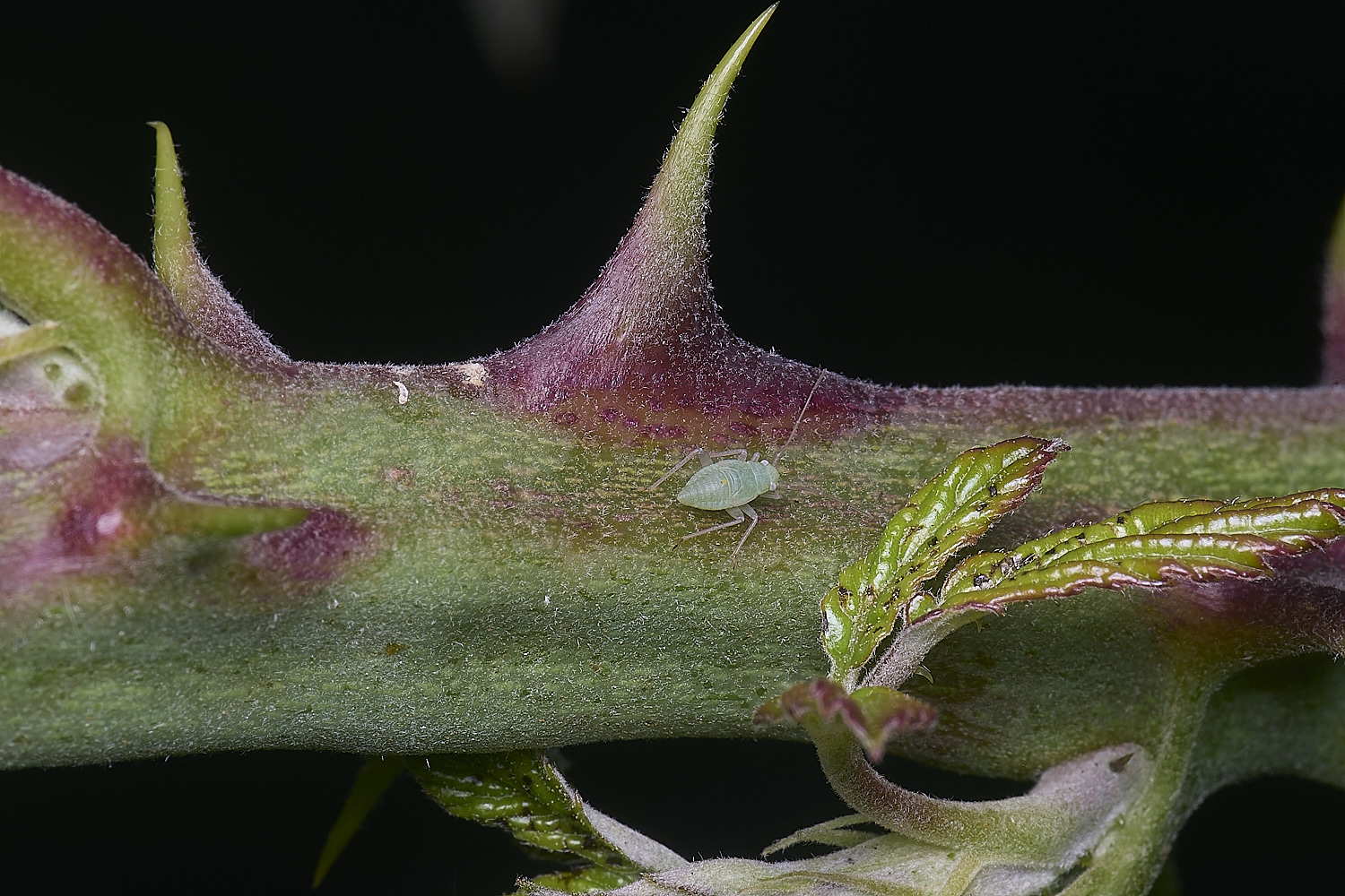 MarlingfordRubusPrimocaneCloseUp090725-4