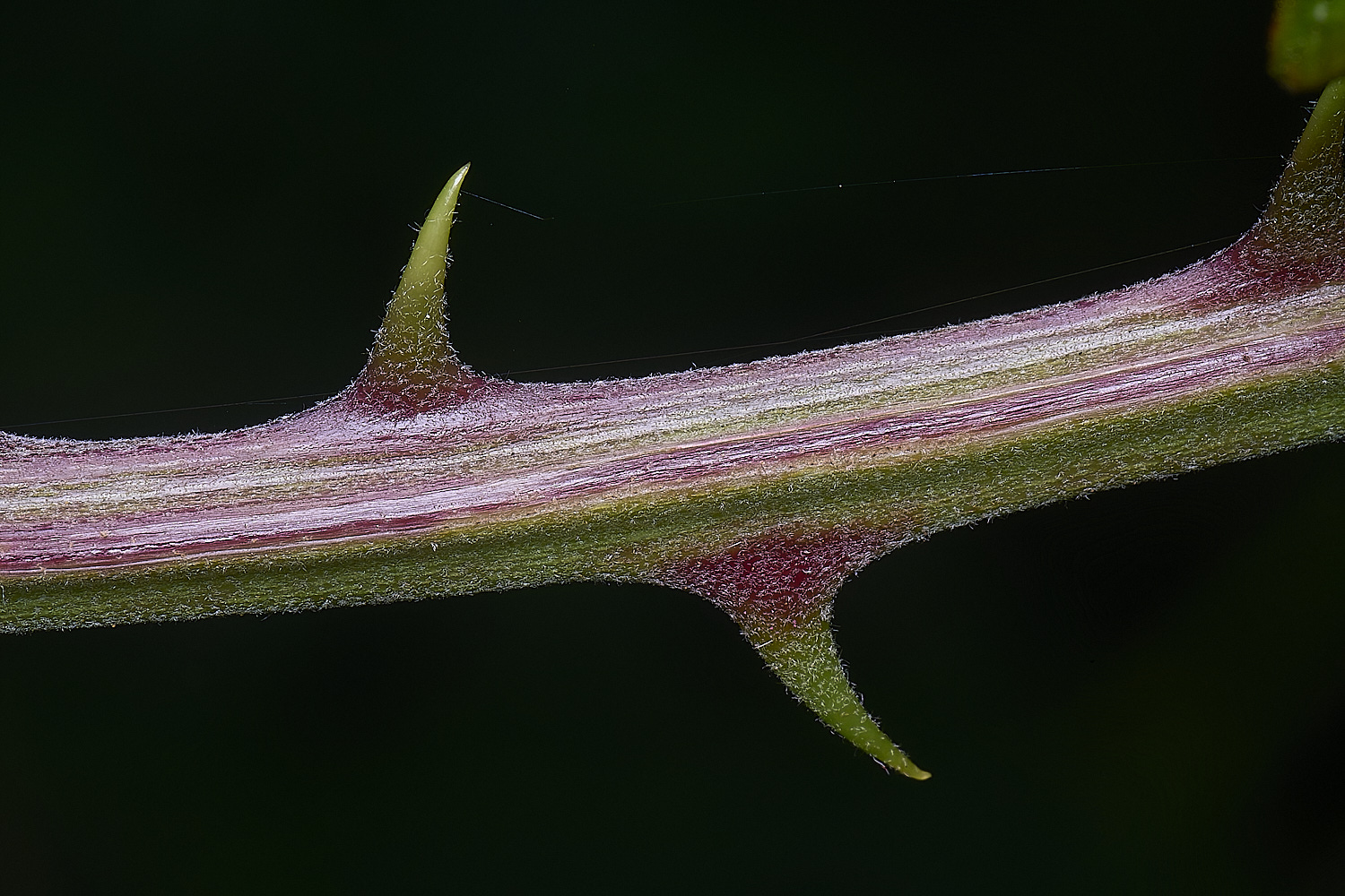 MarlingfordRubusPrimocaneCloseUp090725-5