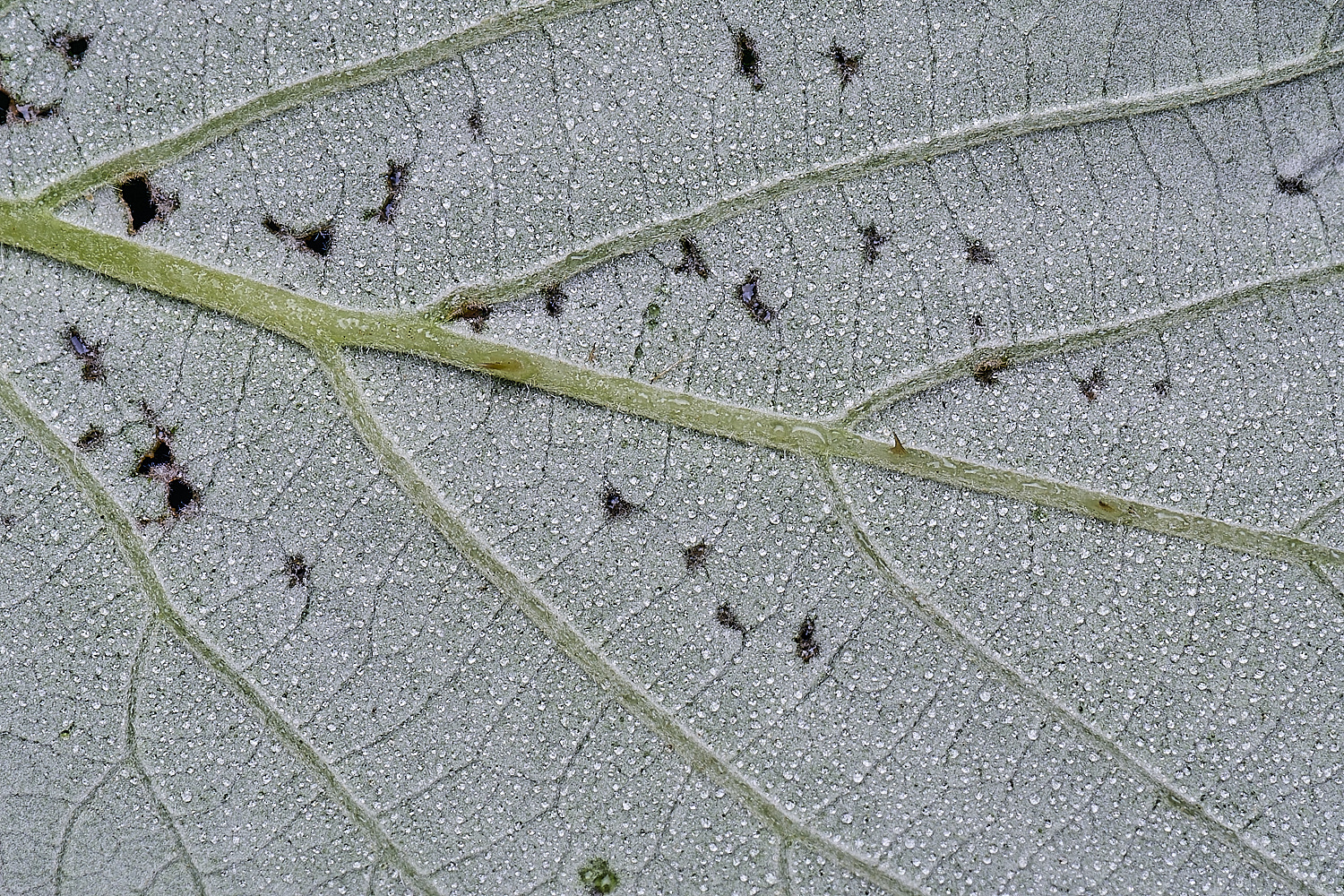 MarlingfordRubusPrimocaneLeafabaxialCloseUp090725-