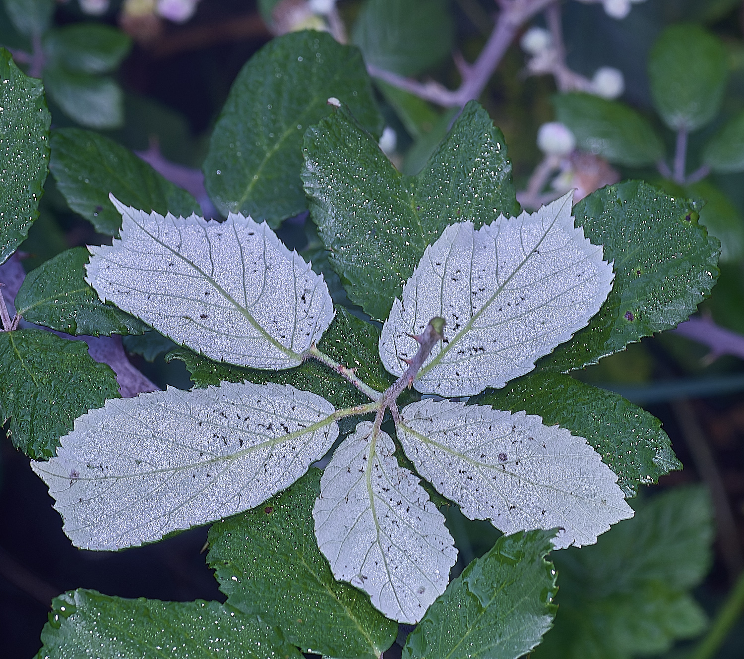 MarlingfordRubusPrimocaneLeafabaxialView090275-1