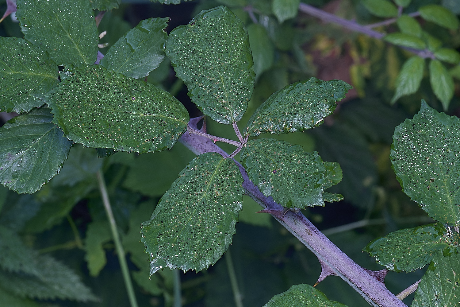 MarlingfordRubusPrimocaneLeafadaxialView090275-1