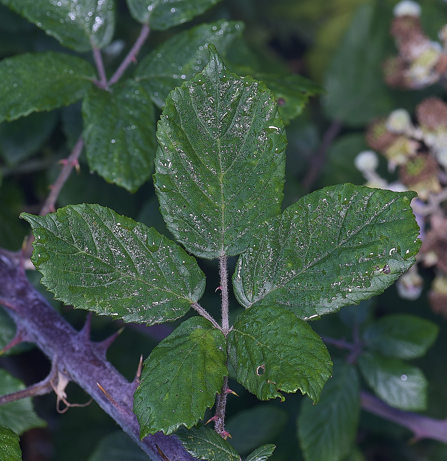 MarlingfordRubusPrimocaneLeafadaxialView090275-2