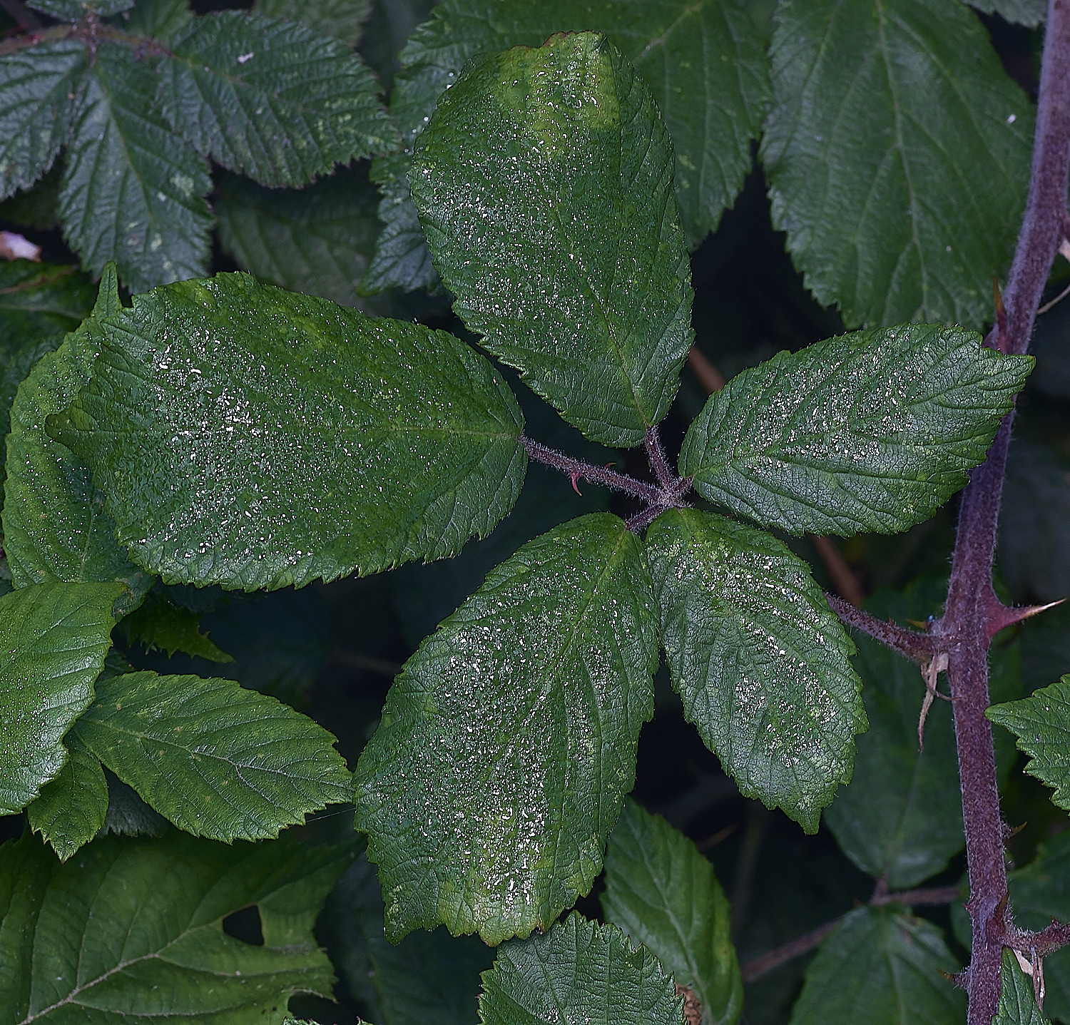 MarlingfordRubusPrimocaneLeafadaxialView090275-4