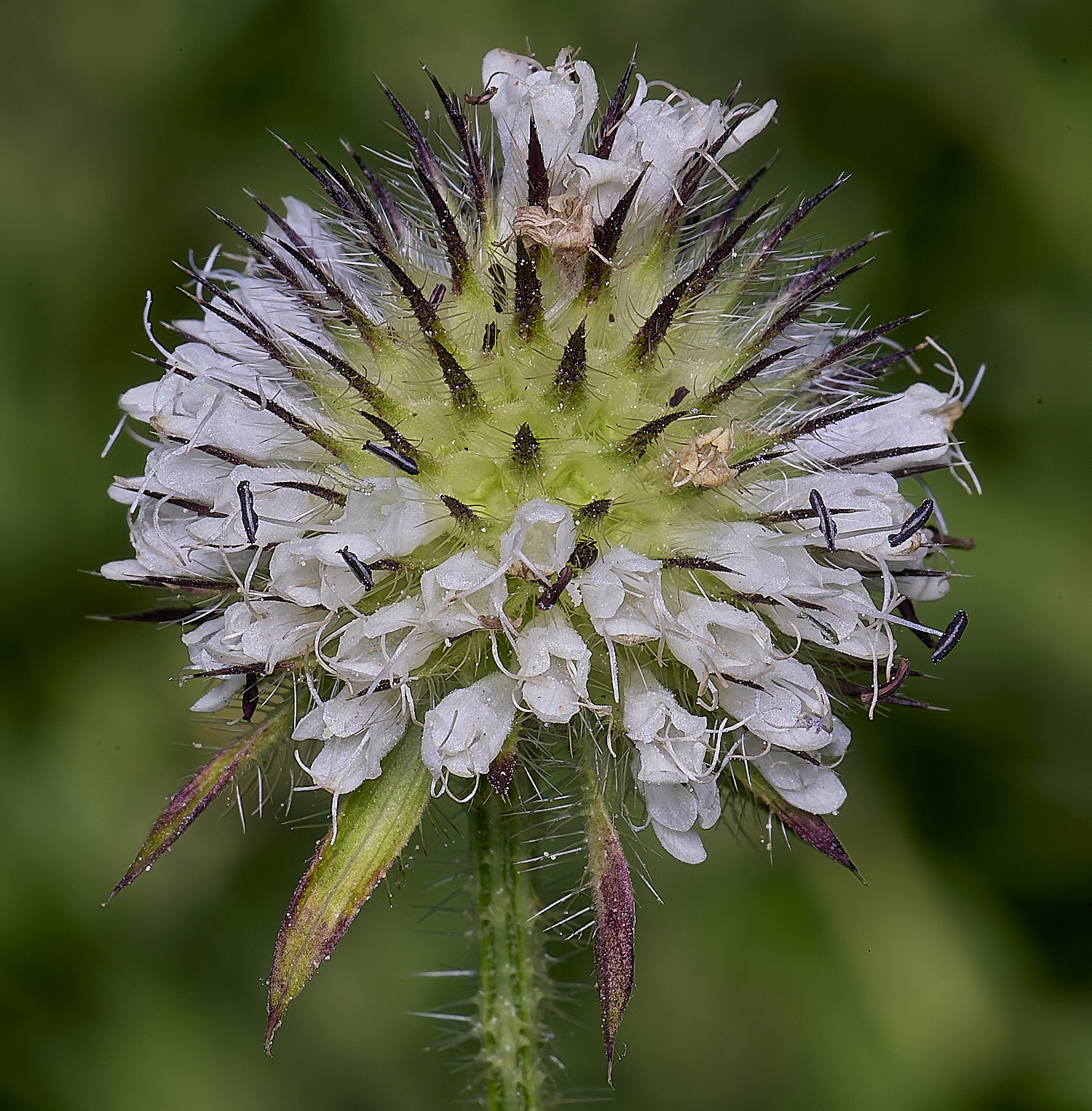 MarlingfordSmallteasel090725-1