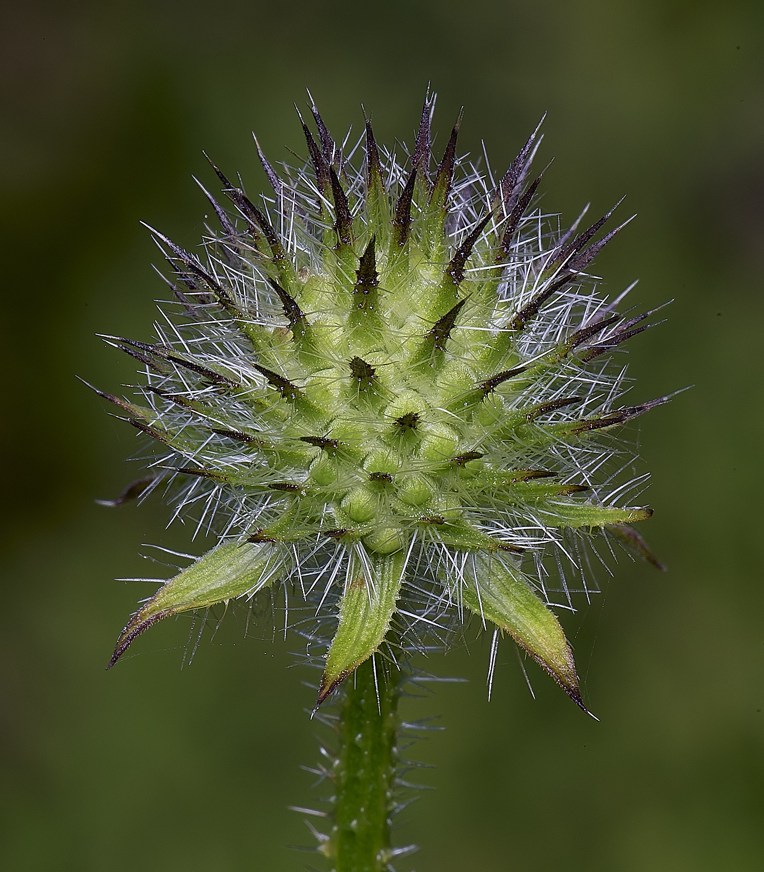 MarlingfordSmallteasel090725-2