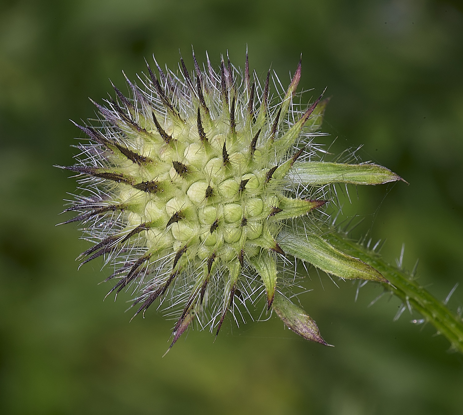 MarlingfordSmallteasel090725-3