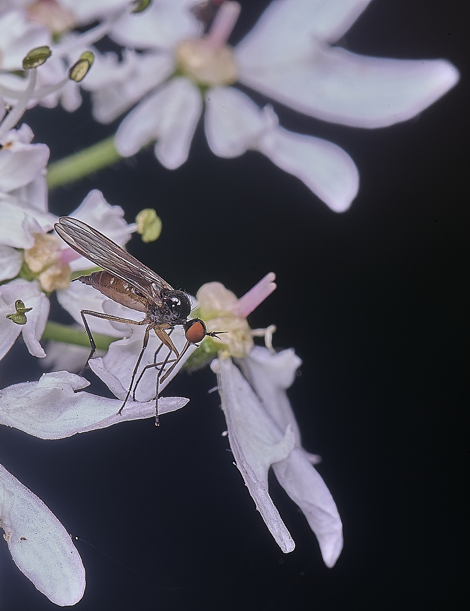 MarlingfordSnipeFly090725-1