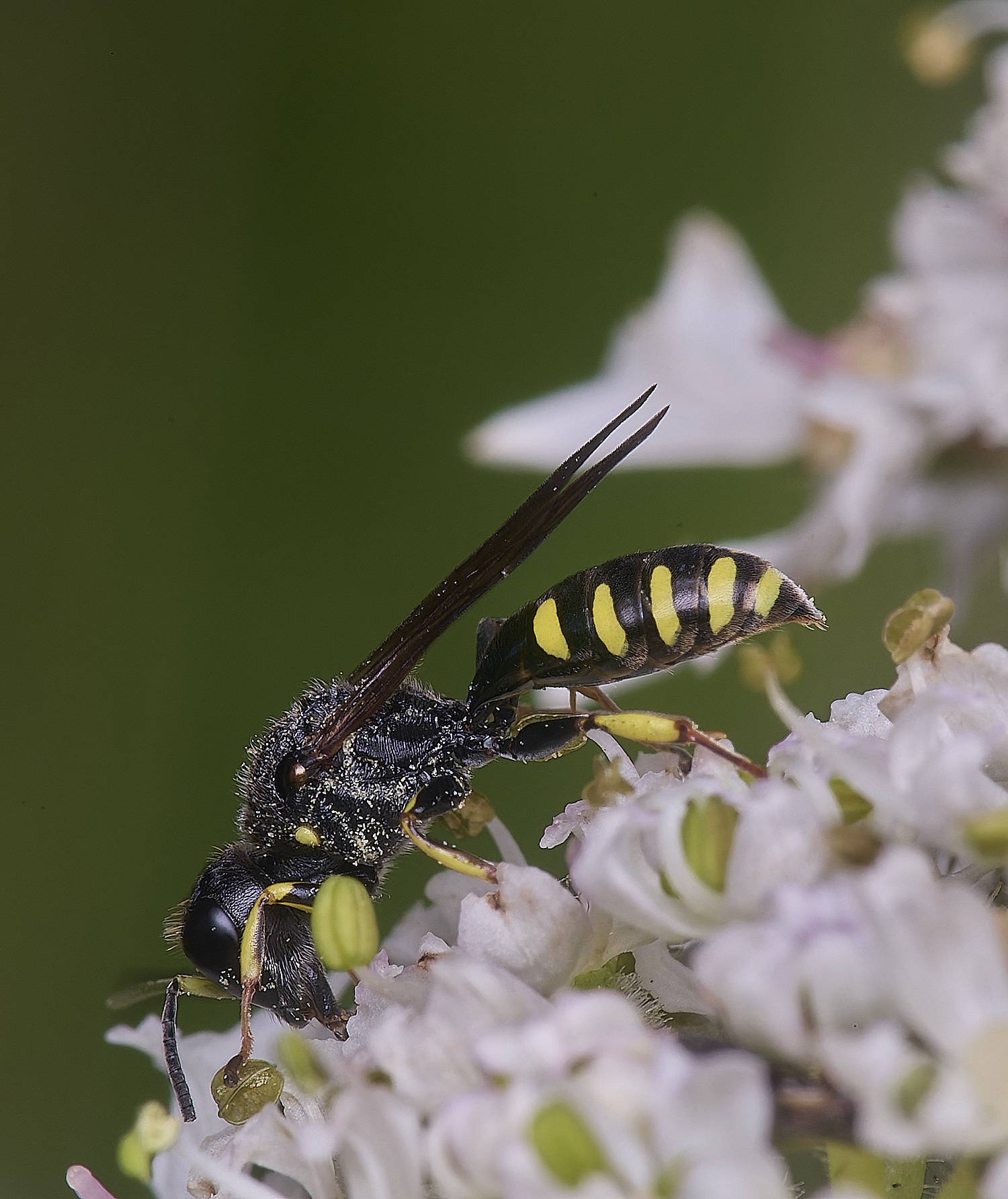 MarlingfordWasp090725-2