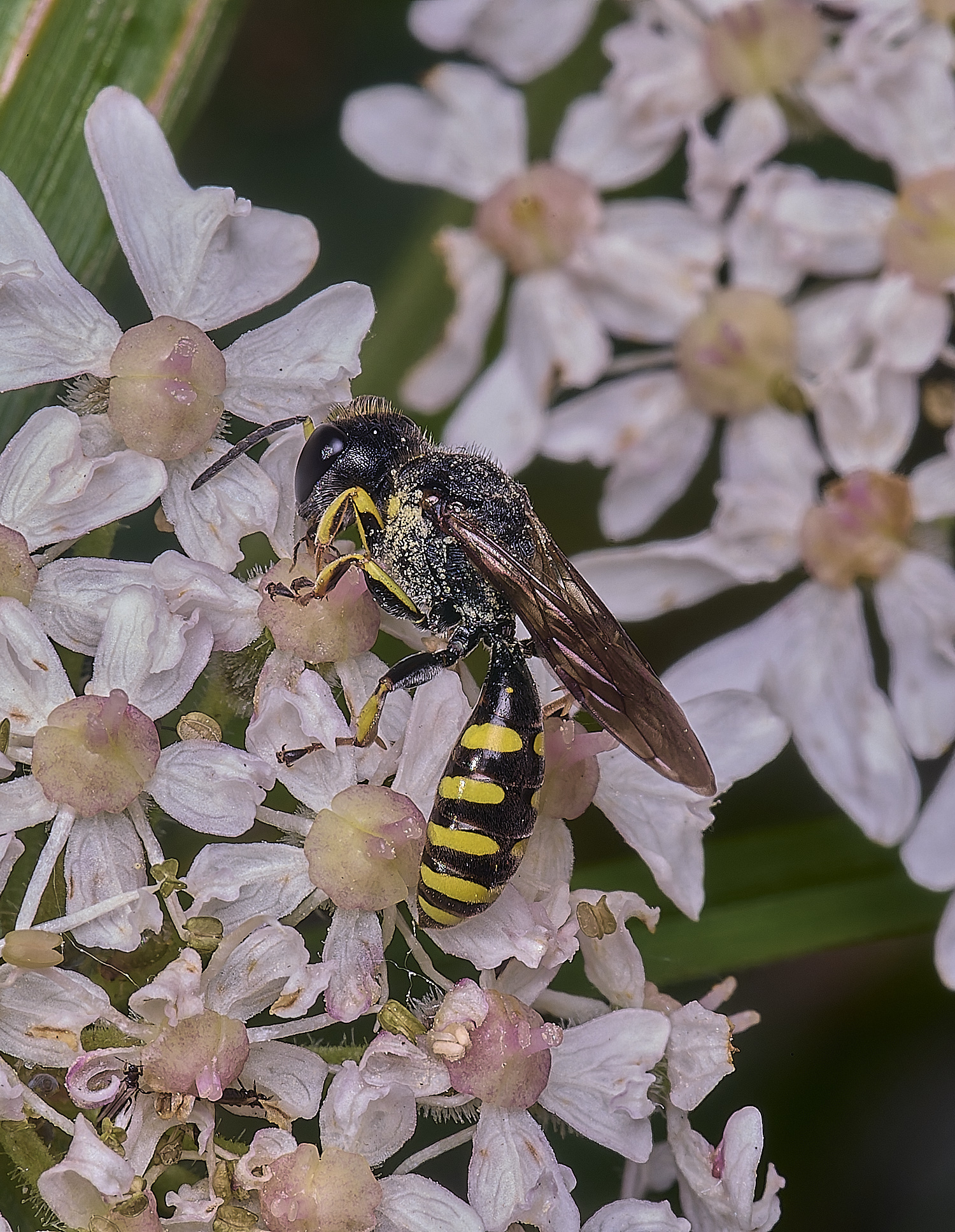 MarlingfordWasp090725-3