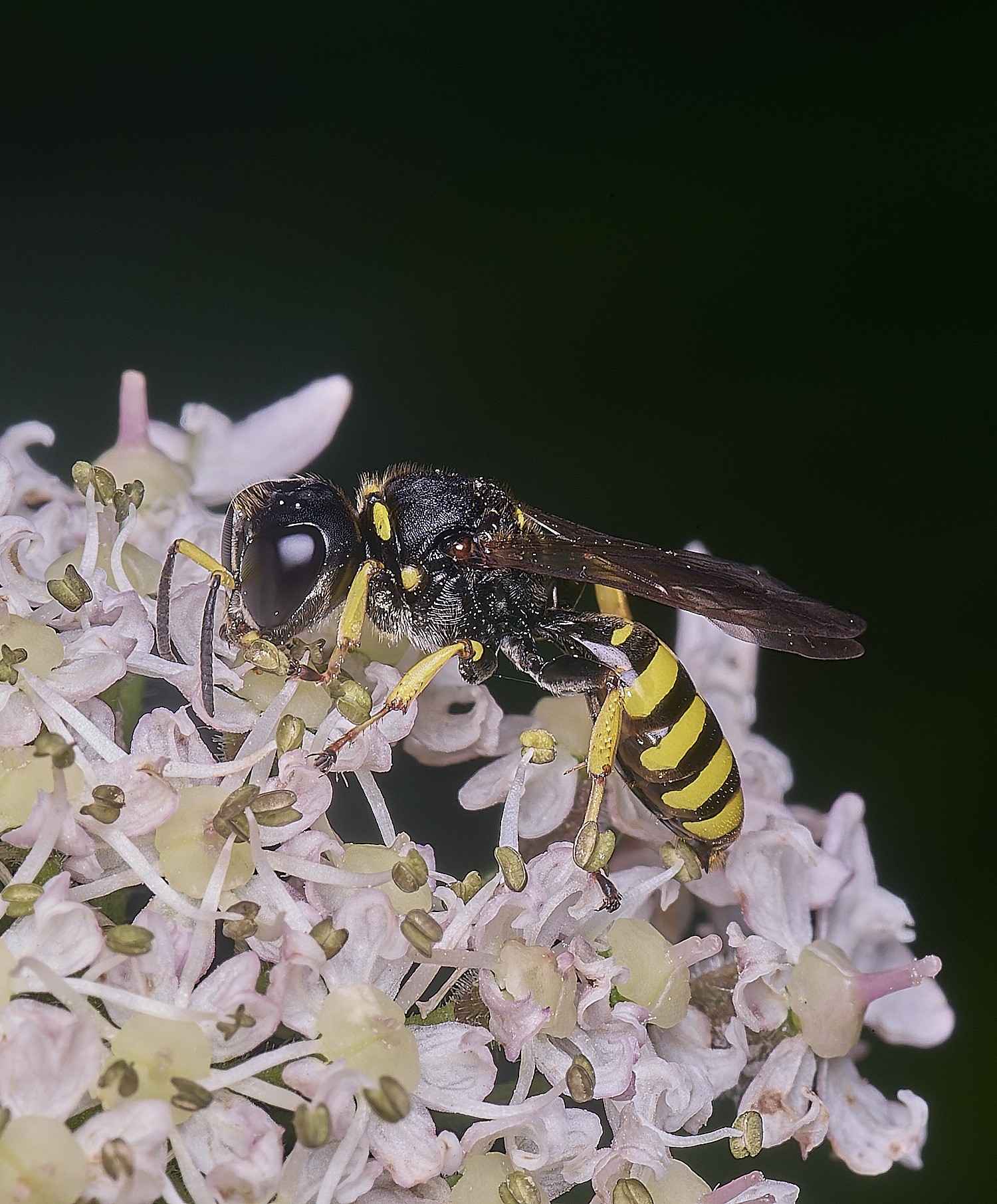MarlingfordWasp2090725-4