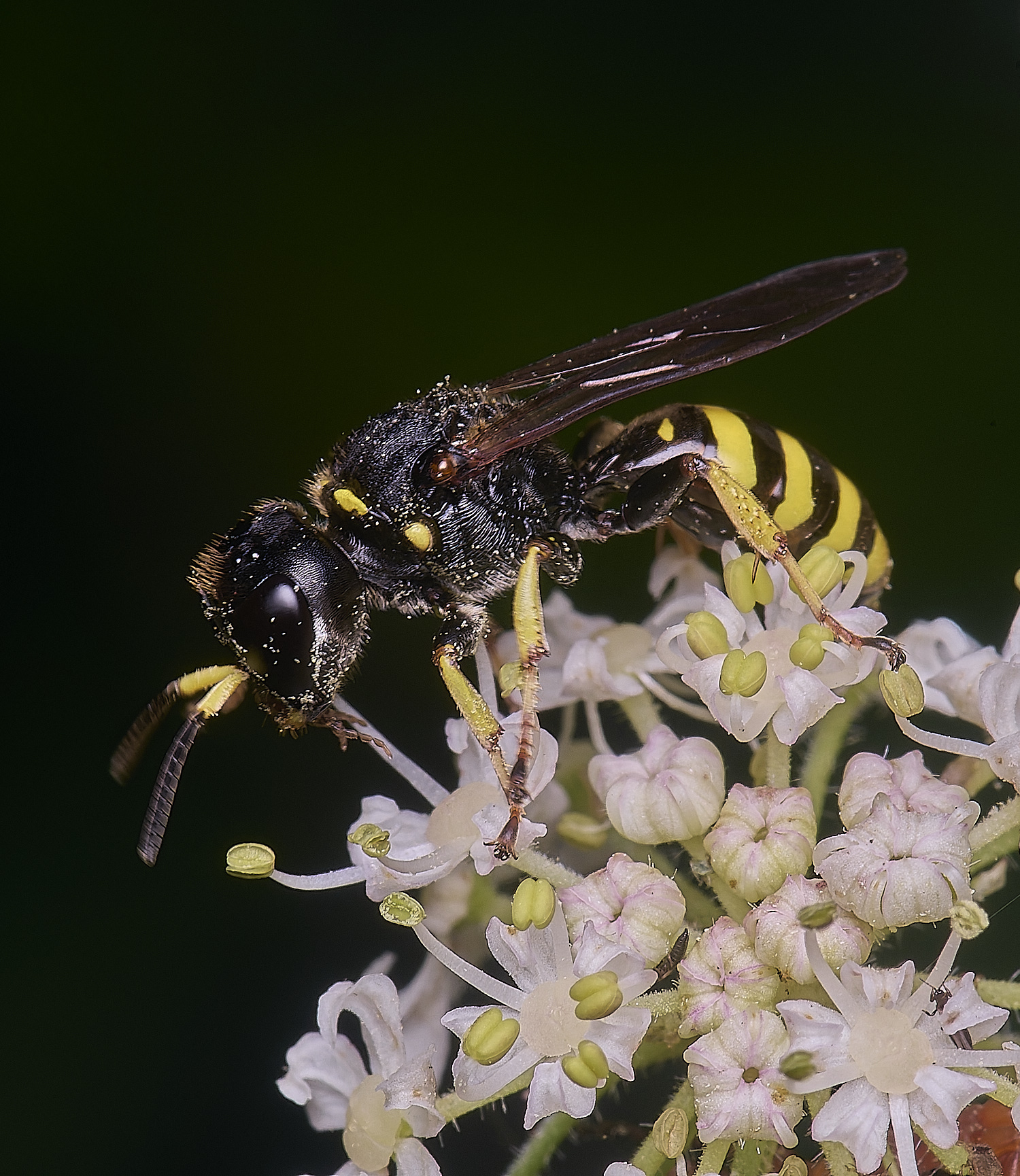 MarlingfordWasp2090725-5