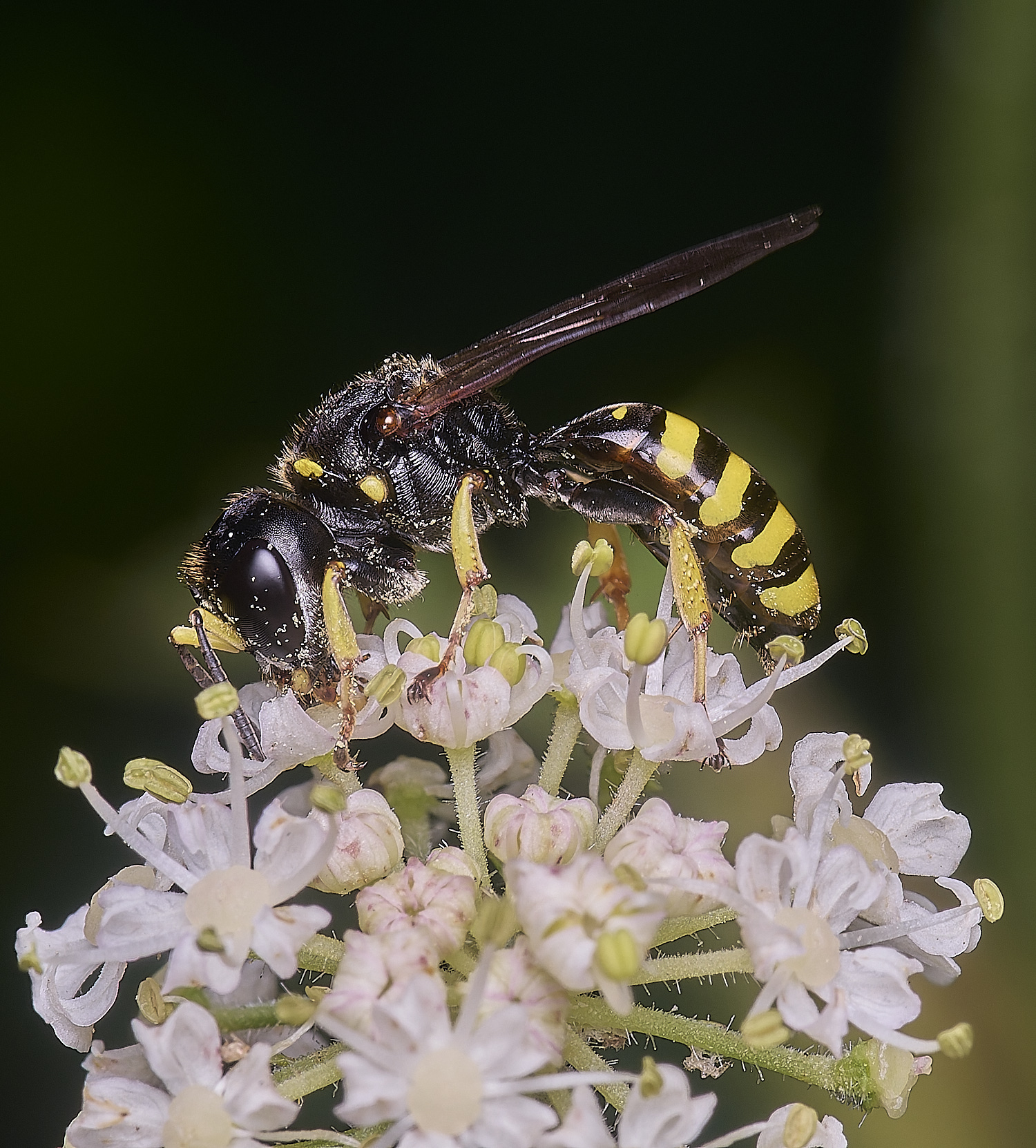 MarlingfordWasp2090725-8