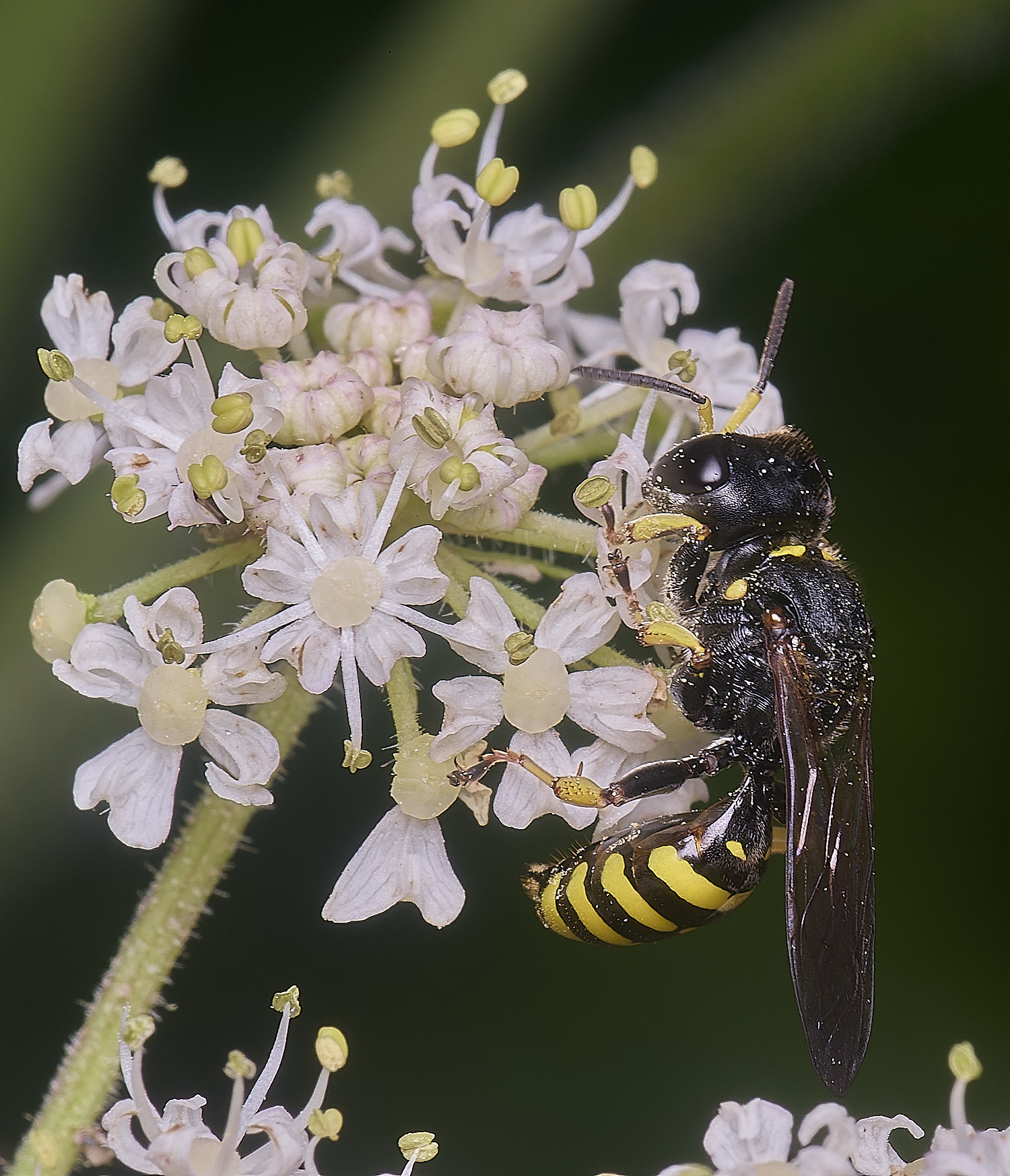 MarlingfordWasp2090725-9