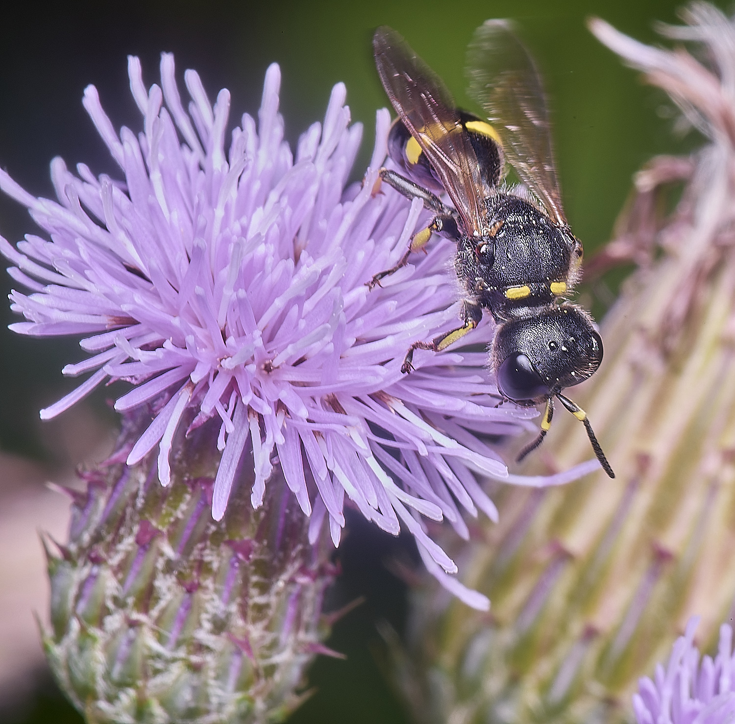 MarlingfordWasp3090725-1