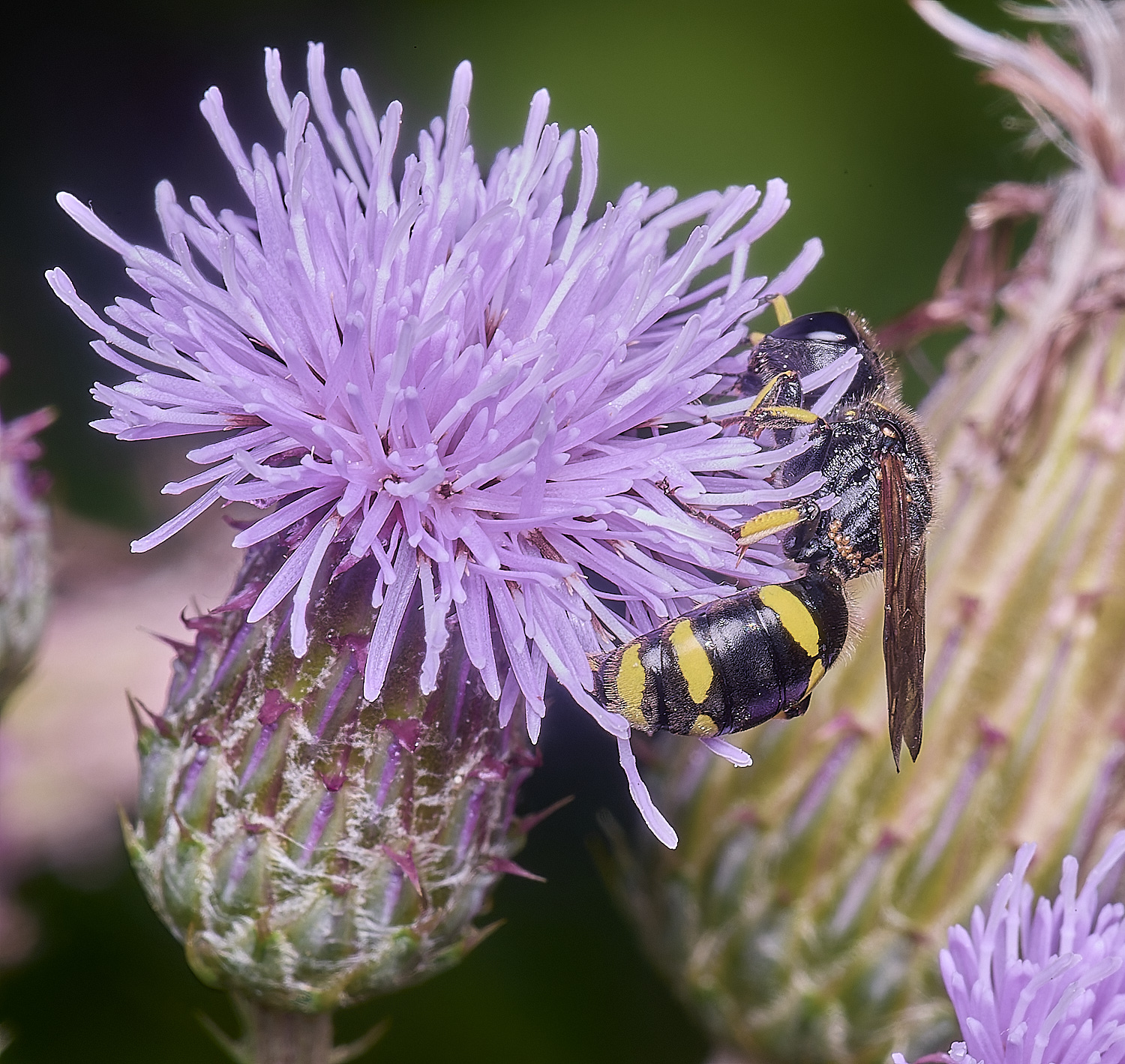 MarlingfordWasp3090725-3