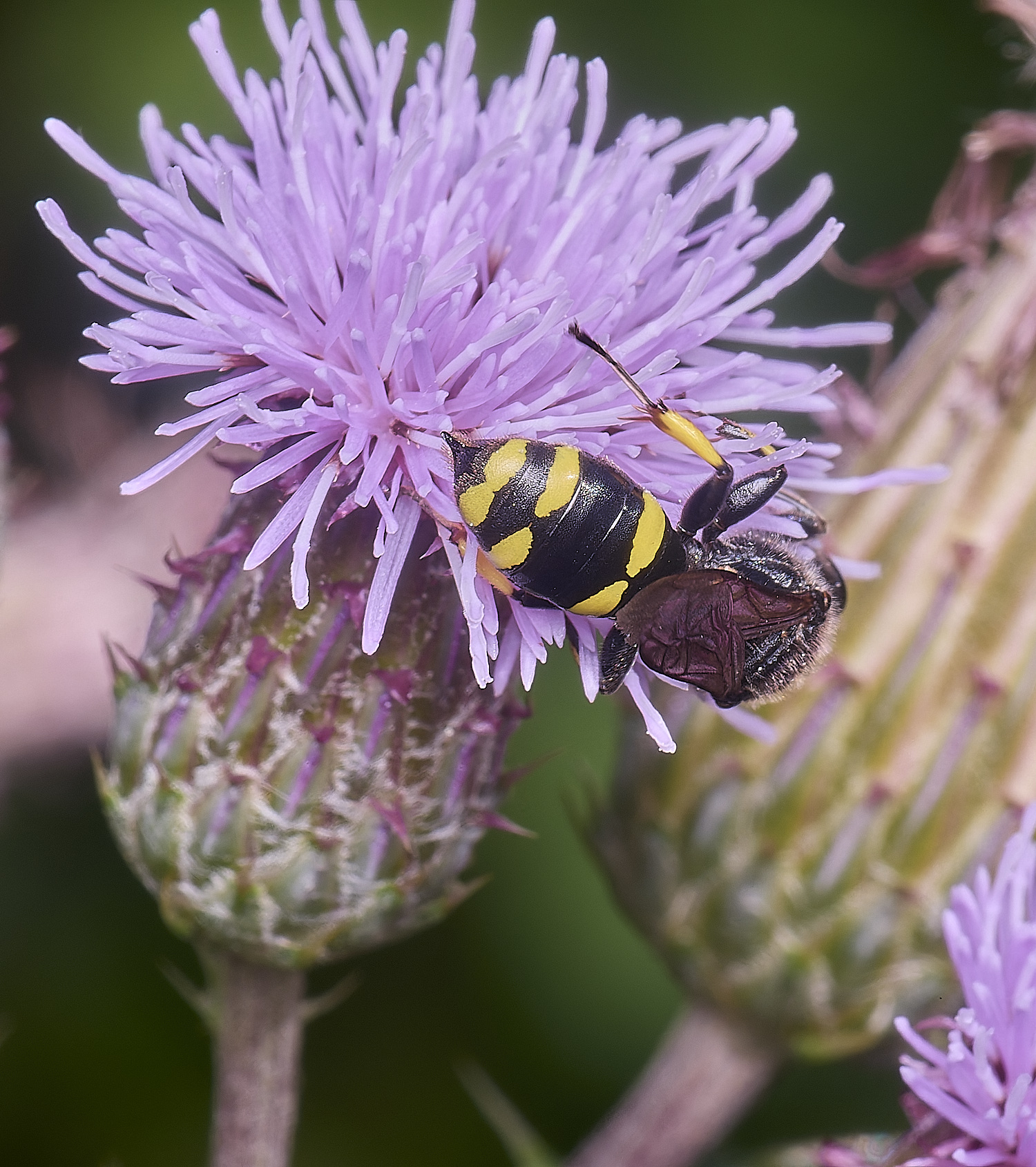 MarlingfordWasp3090725-4