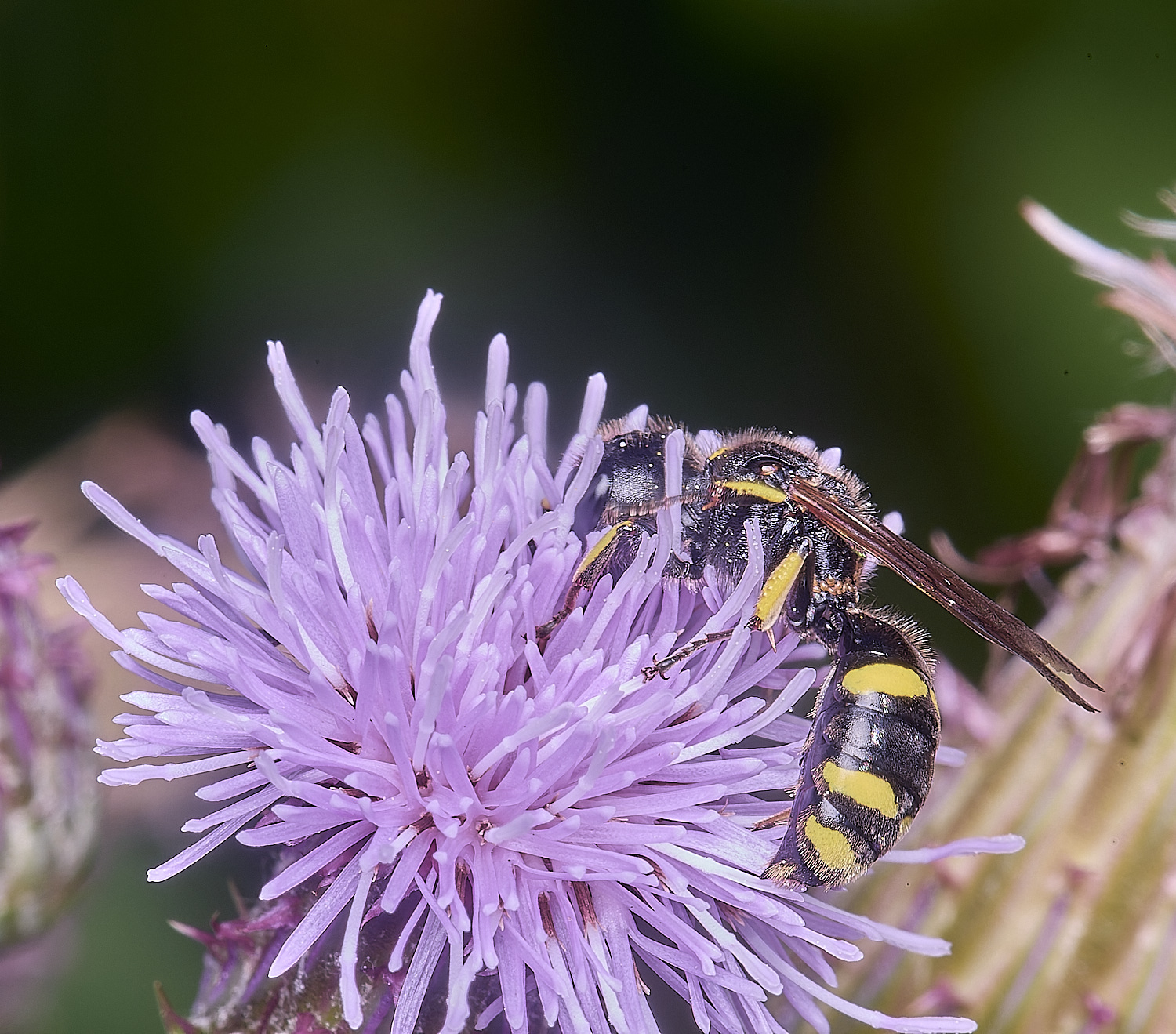 MarlingfordWasp3090725-5