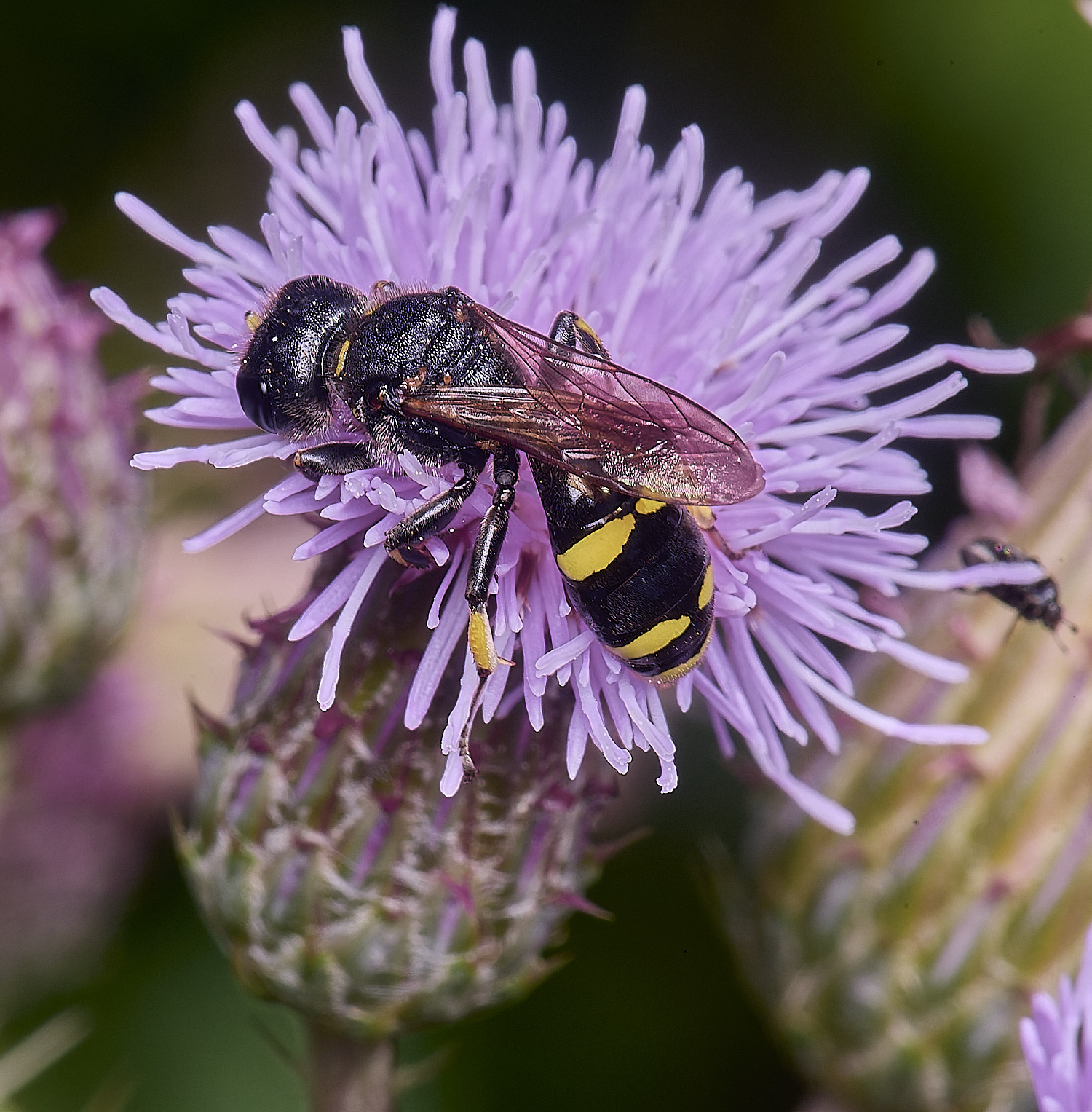 MarlingfordWasp3090725-7