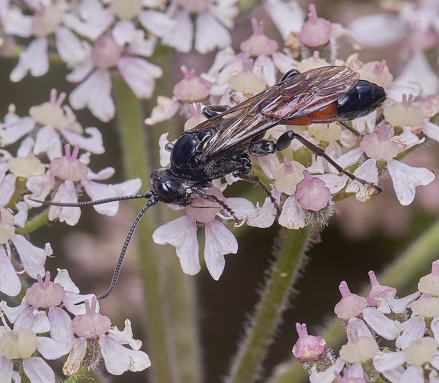 MarlingfordWasp4090725-1