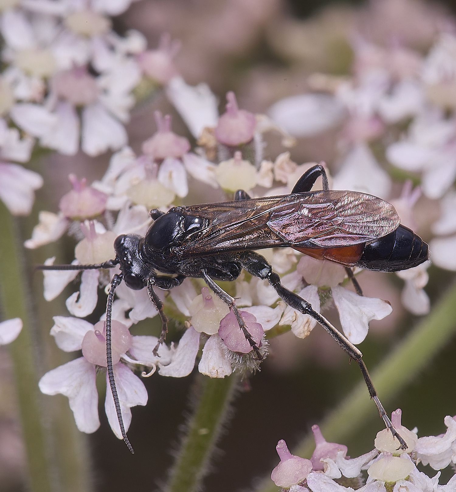 MarlingfordWasp4090725-2