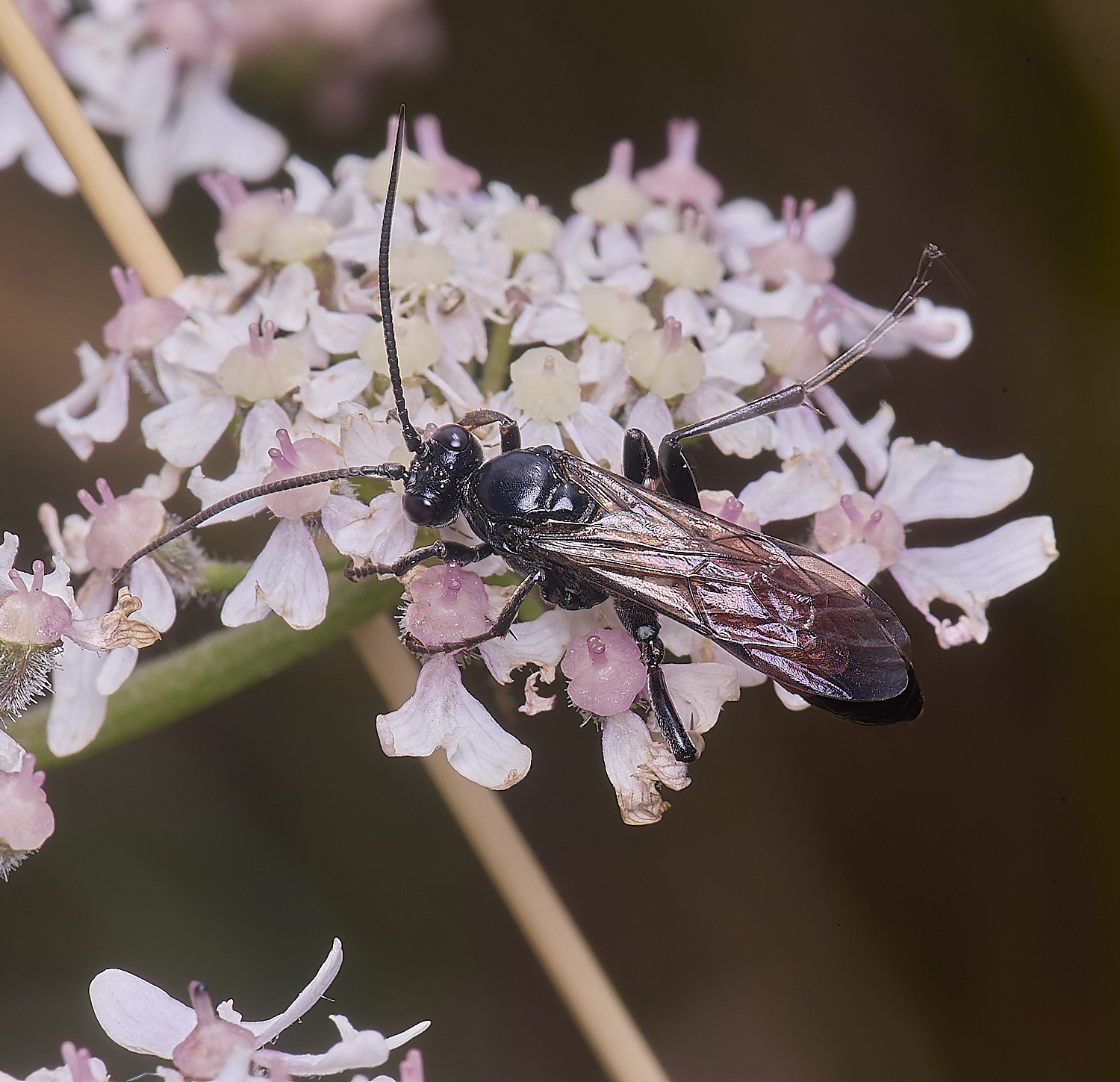 MarlingfordWasp4090725-3