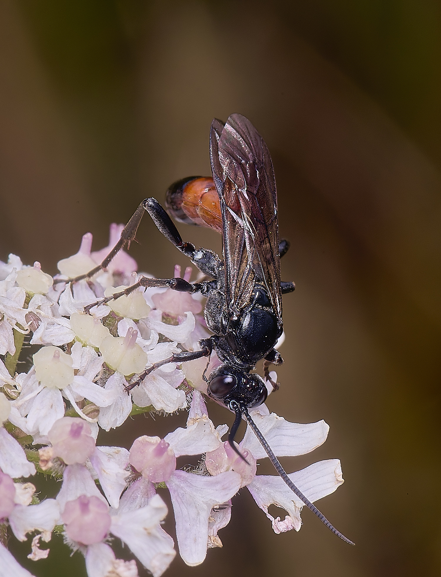 MarlingfordWasp4090725-4