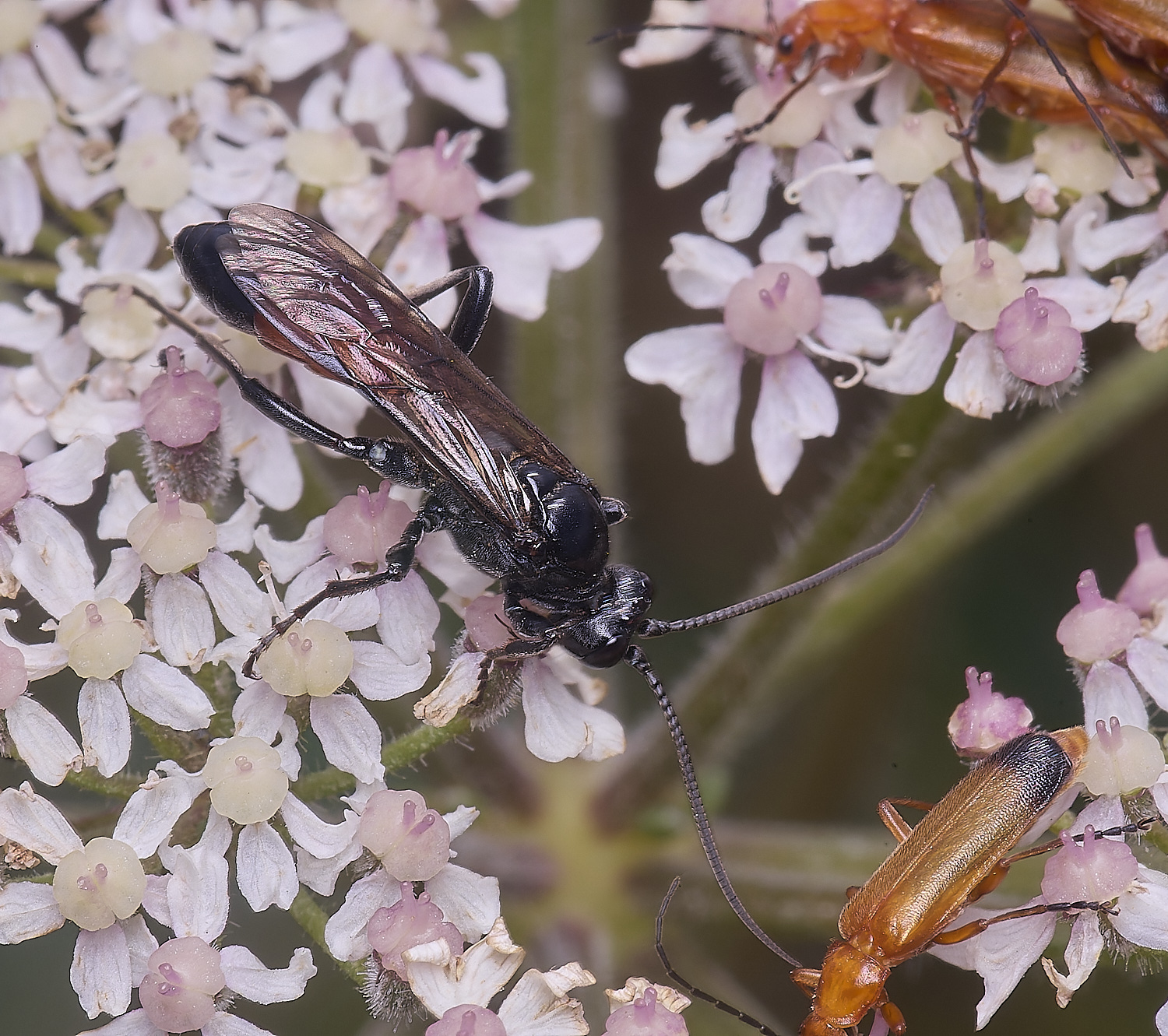 MarlingfordWasp4090725-5