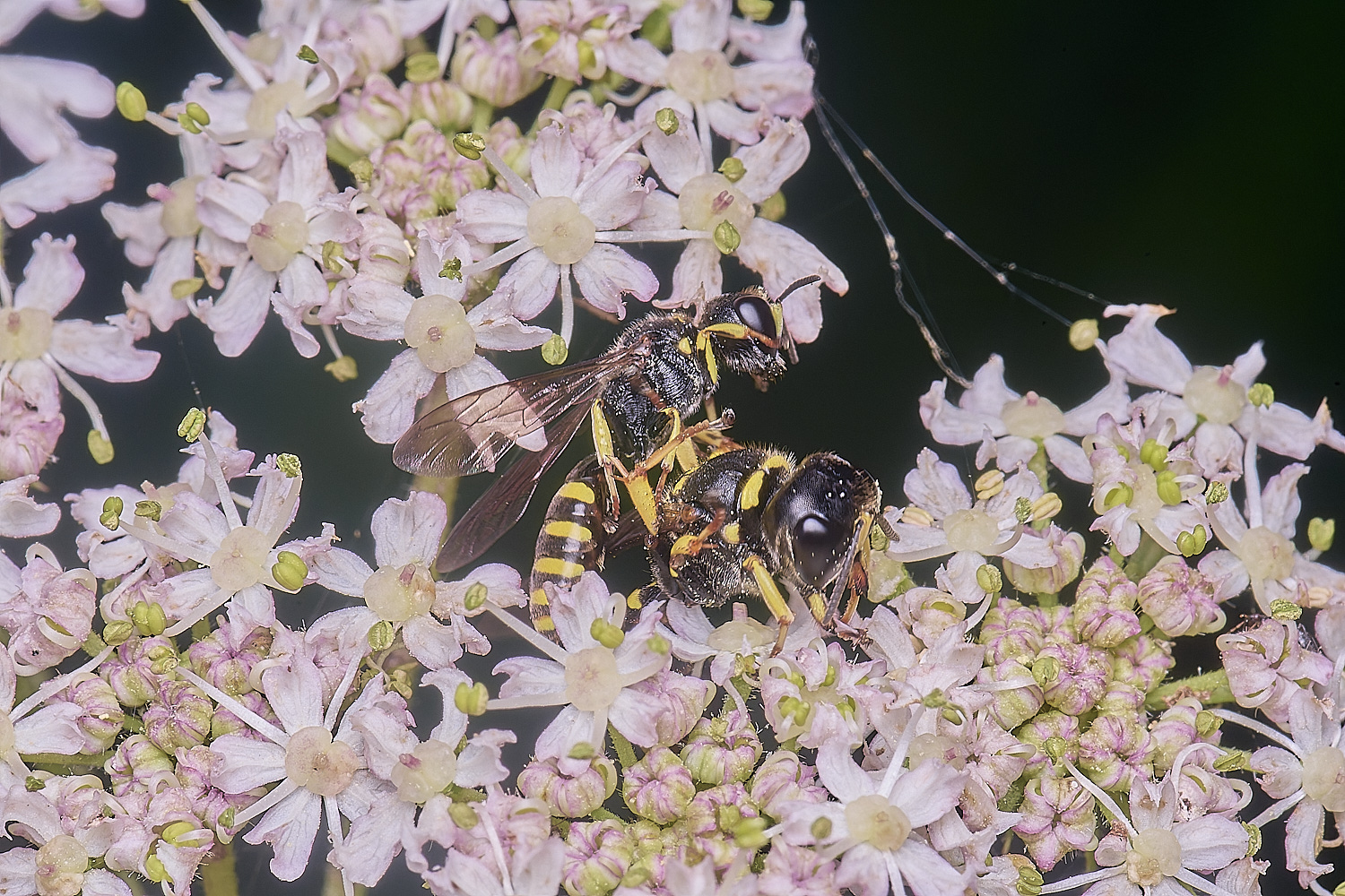 MarlingfordWasps090725-1
