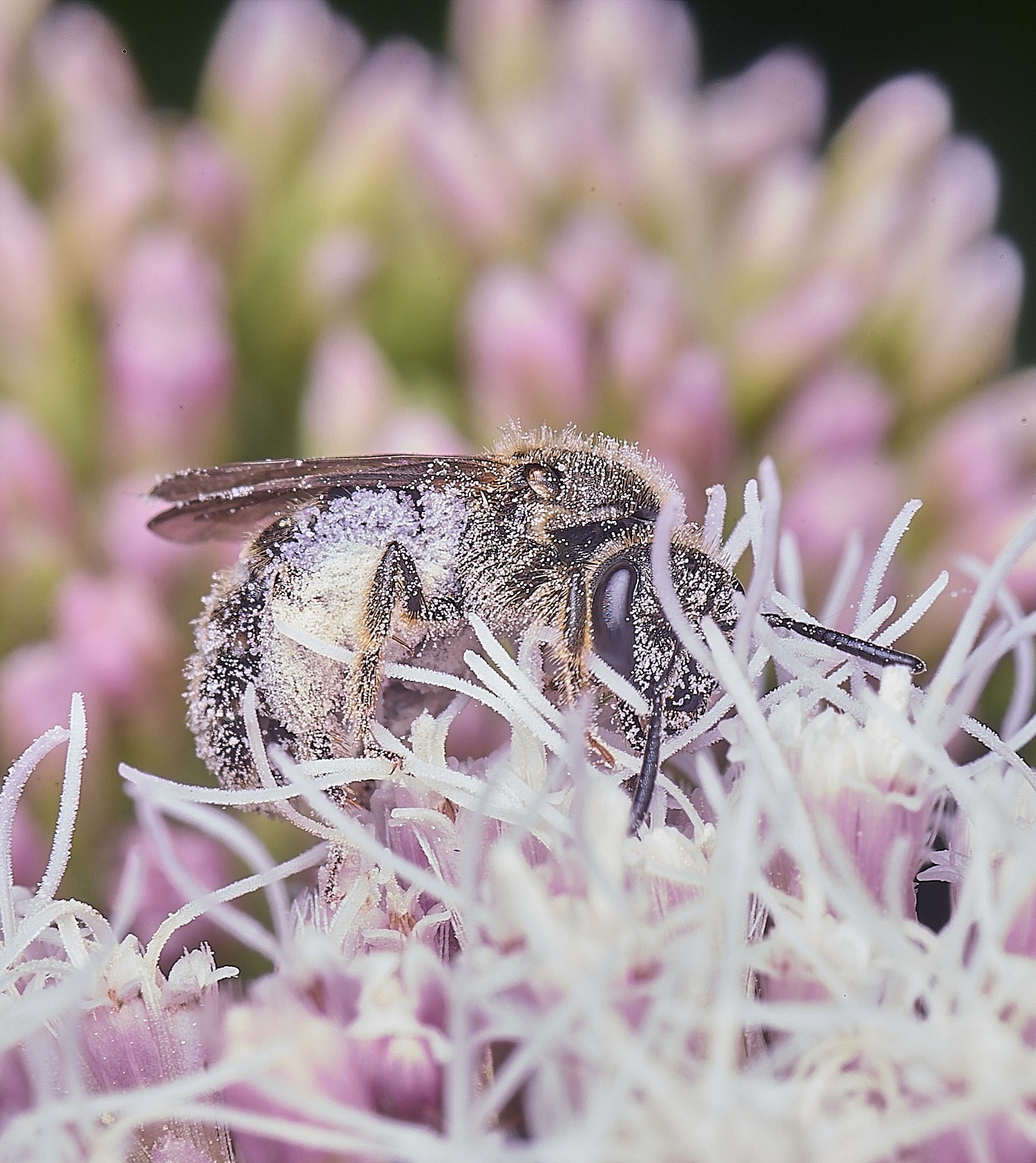 MarlingfornLmalachrum090725-1