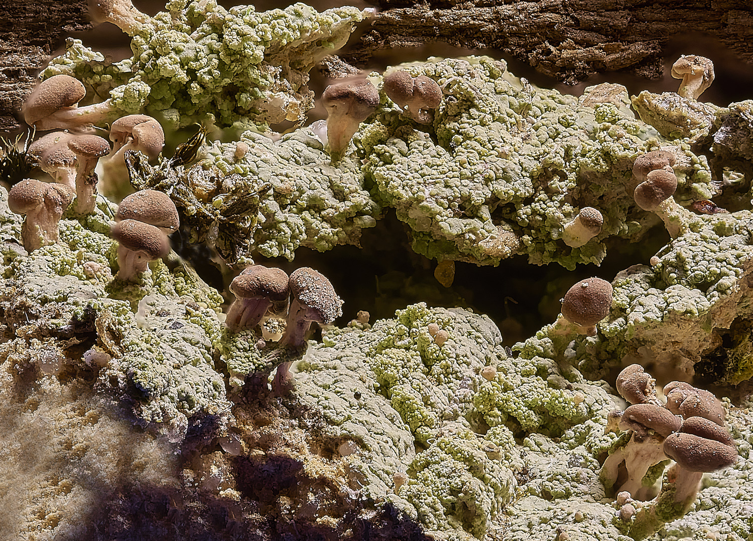 MarshamHeathBr100925-2