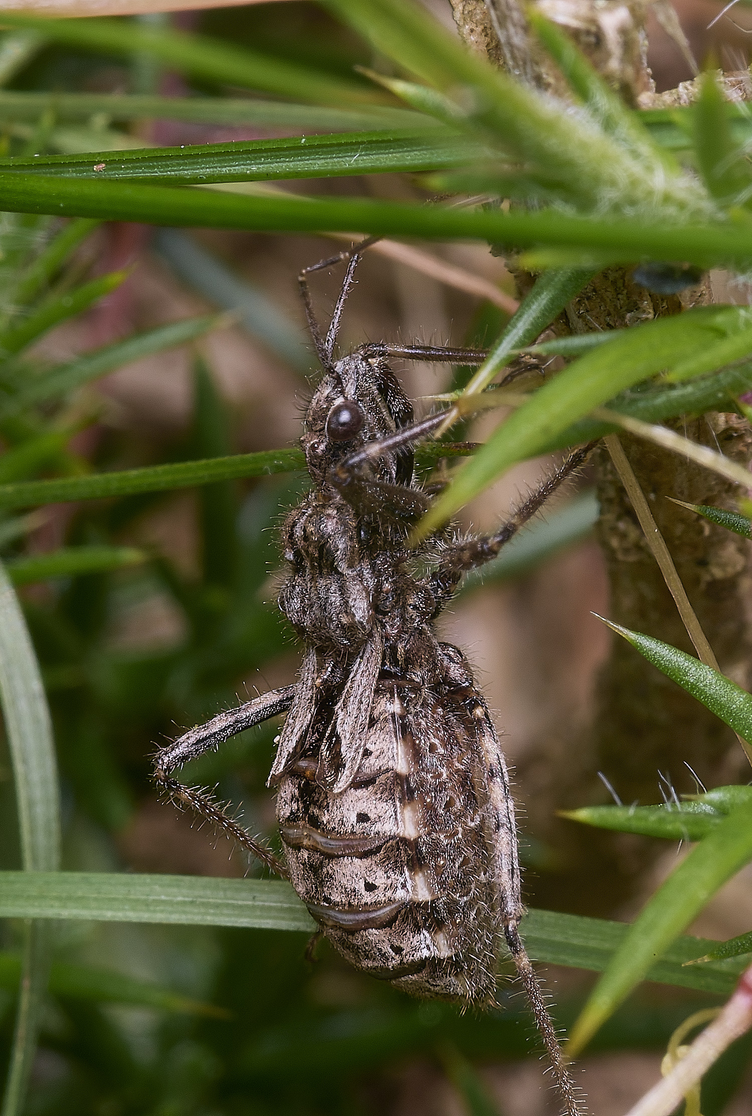MarshamHeathBug100925-1