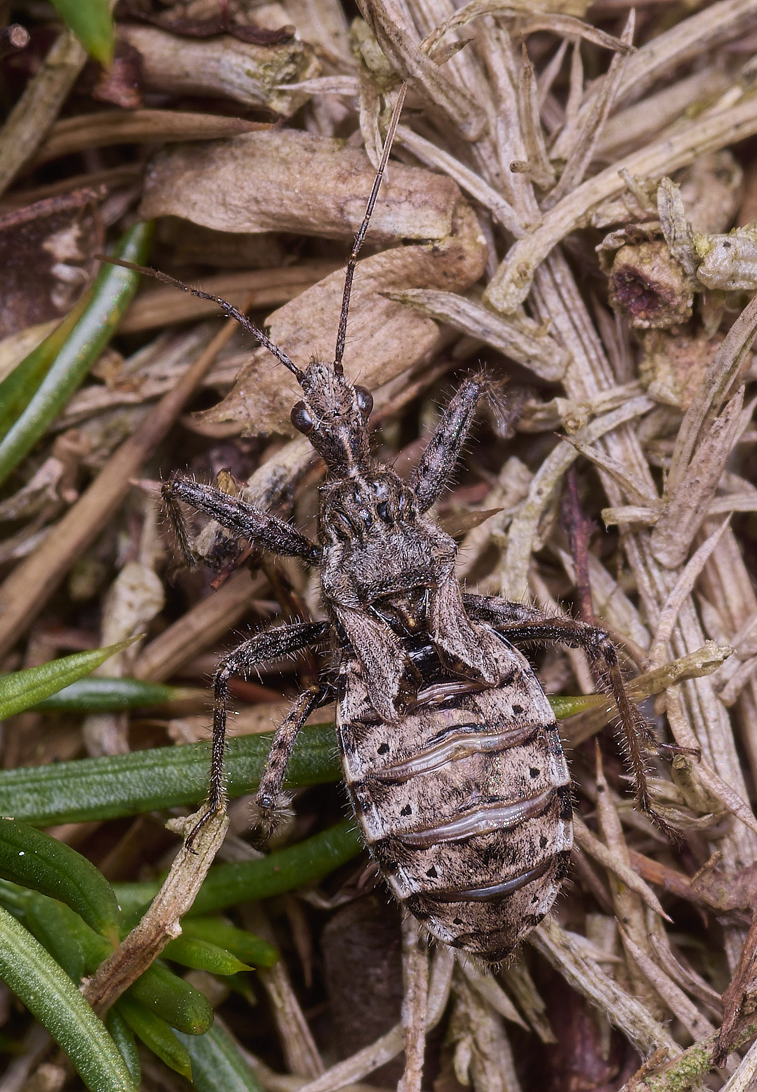 MarshamHeathBug100925-3